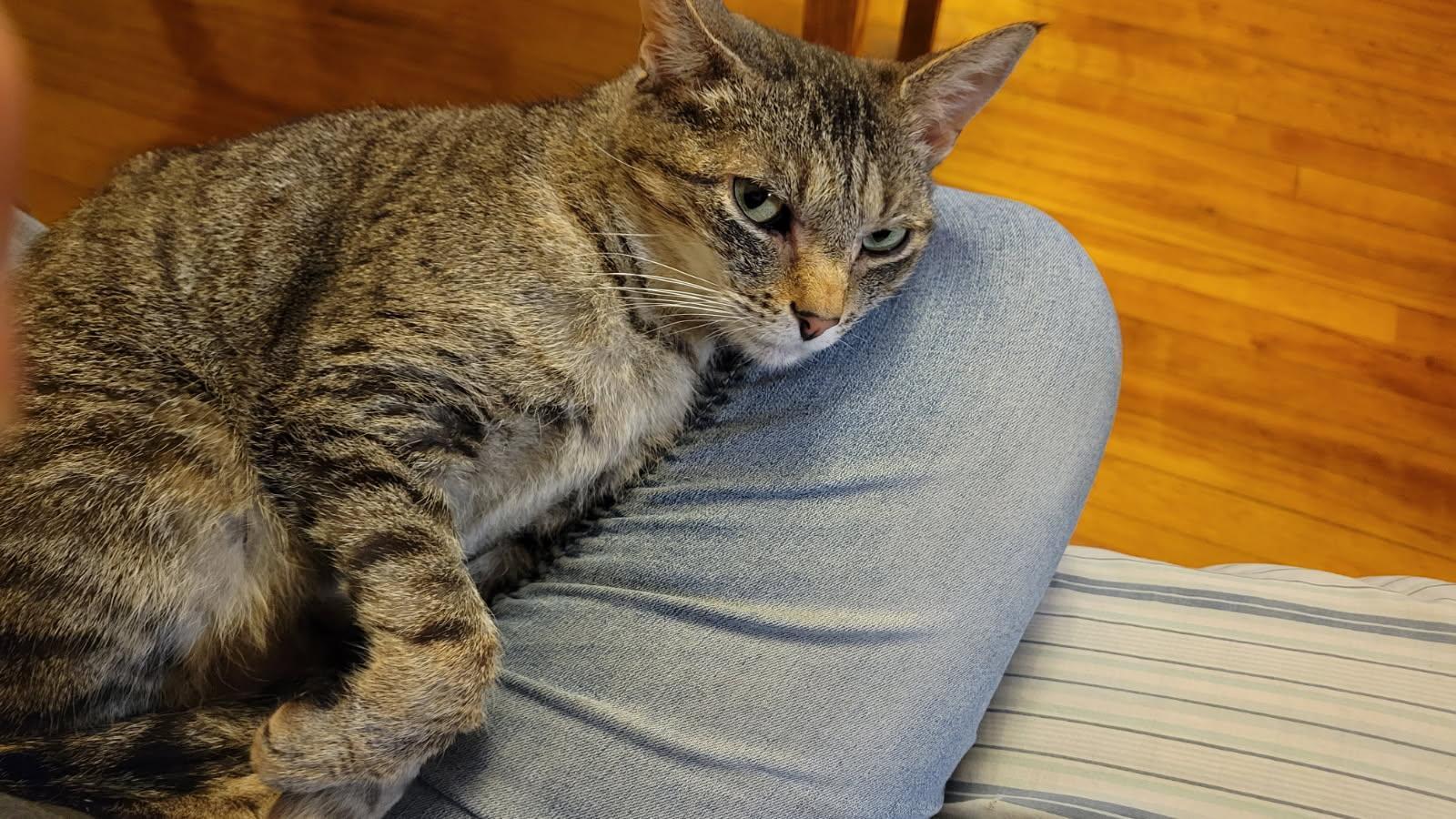 Missy, a Adoptable Domestic Short Hair in Melrose, MA image 3/6