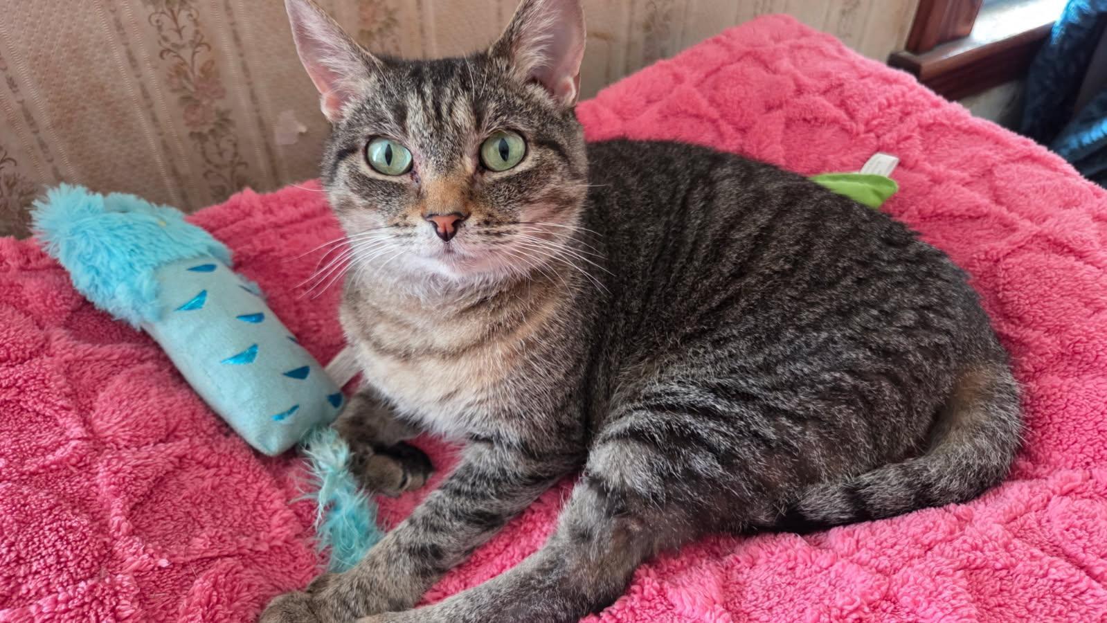 Missy, a Adoptable Domestic Short Hair in Melrose, MA image 2/6