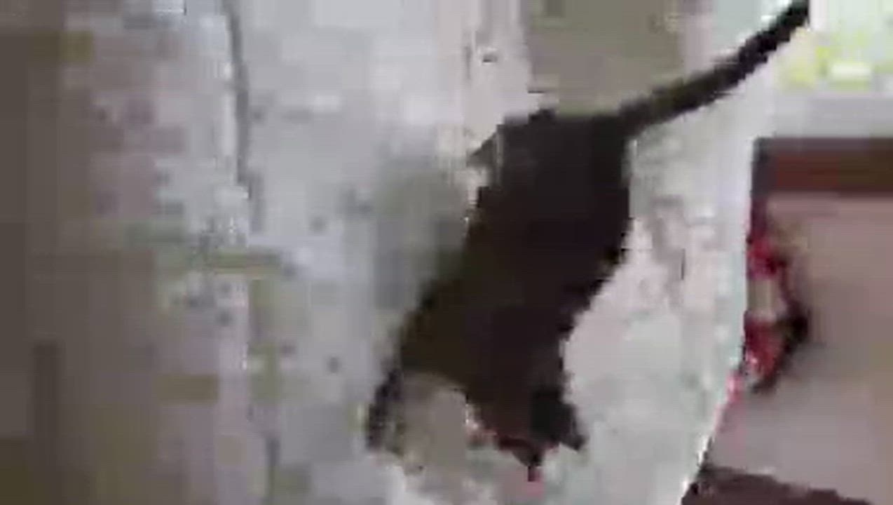 Enlarge Missy, a Adoptable Domestic Short Hair in Melrose, MA video 6/6