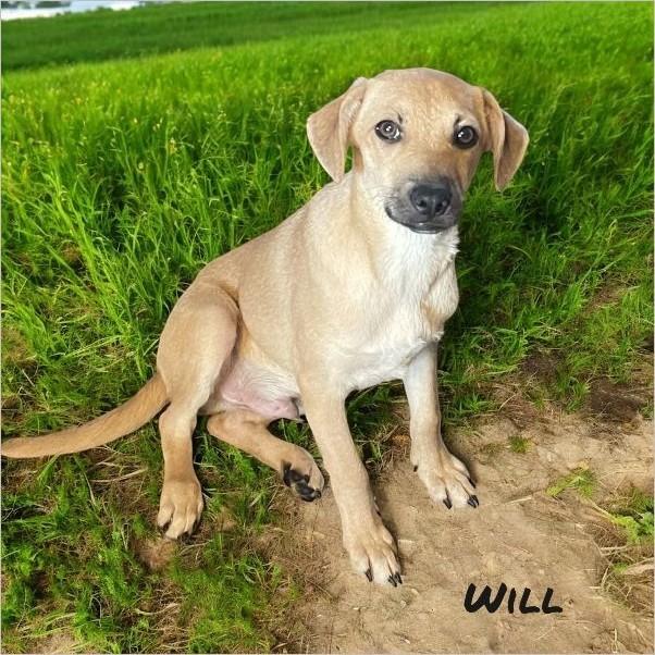 Will