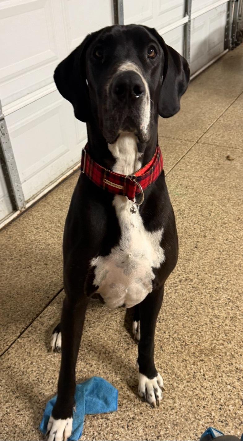 Courtesy post Great Dane, ADOPTABLE, Young Male Great Dane.