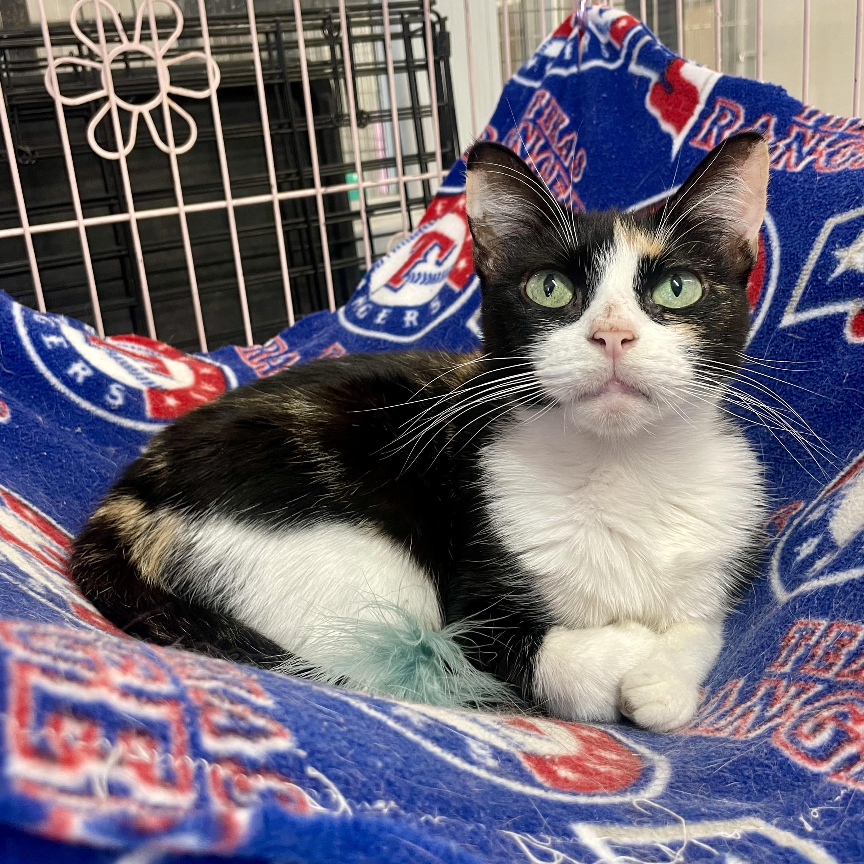 Enlarge Tortellini, a ADOPTABLE Domestic Short Hair in Plano, TX image 3/5