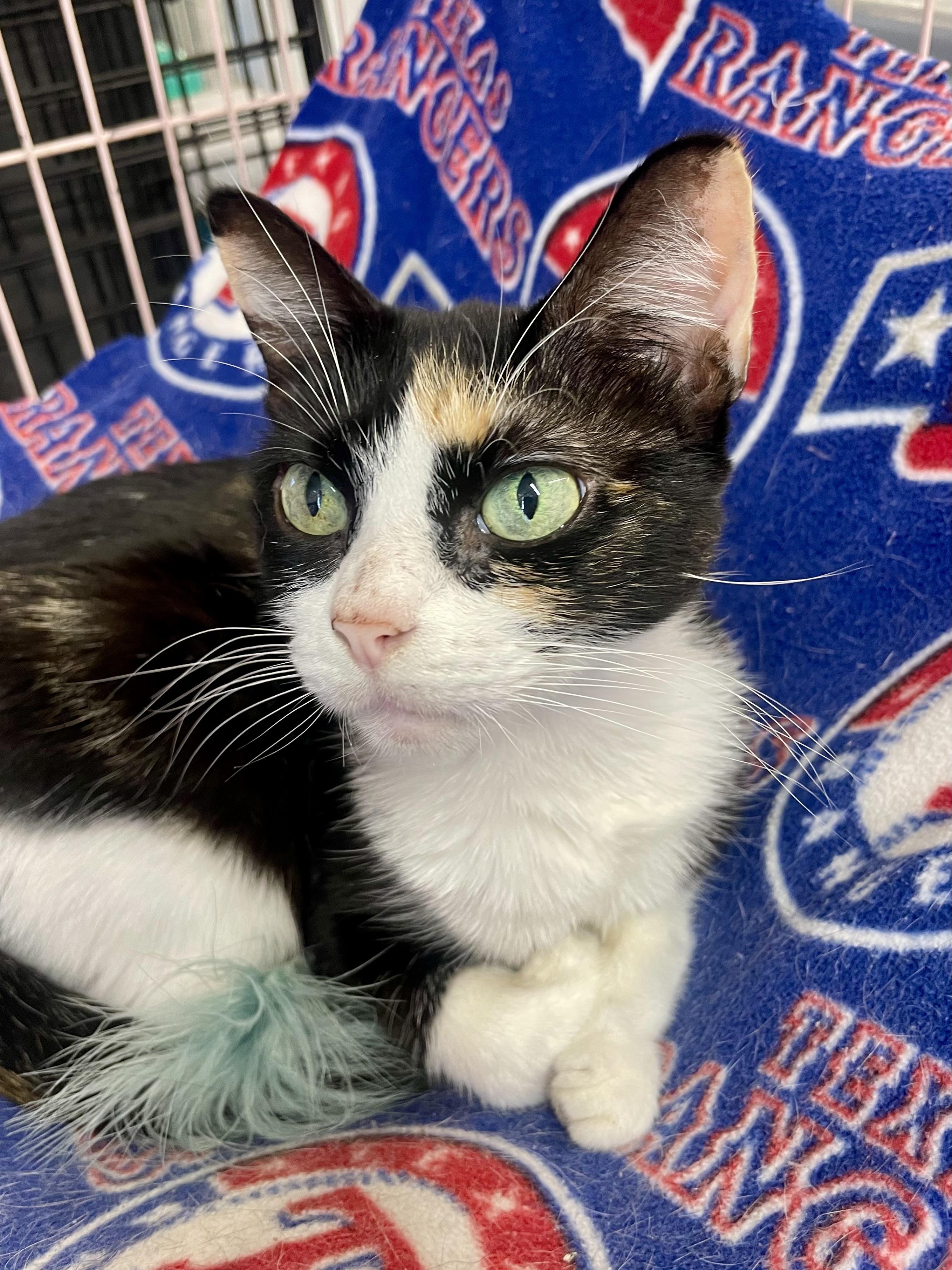 Enlarge Tortellini, a ADOPTABLE Domestic Short Hair in Plano, TX image 5/5