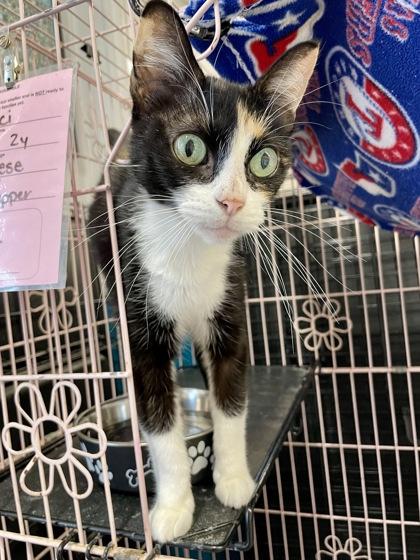 Enlarge Tortellini, a ADOPTABLE Domestic Short Hair in Plano, TX image 1/5
