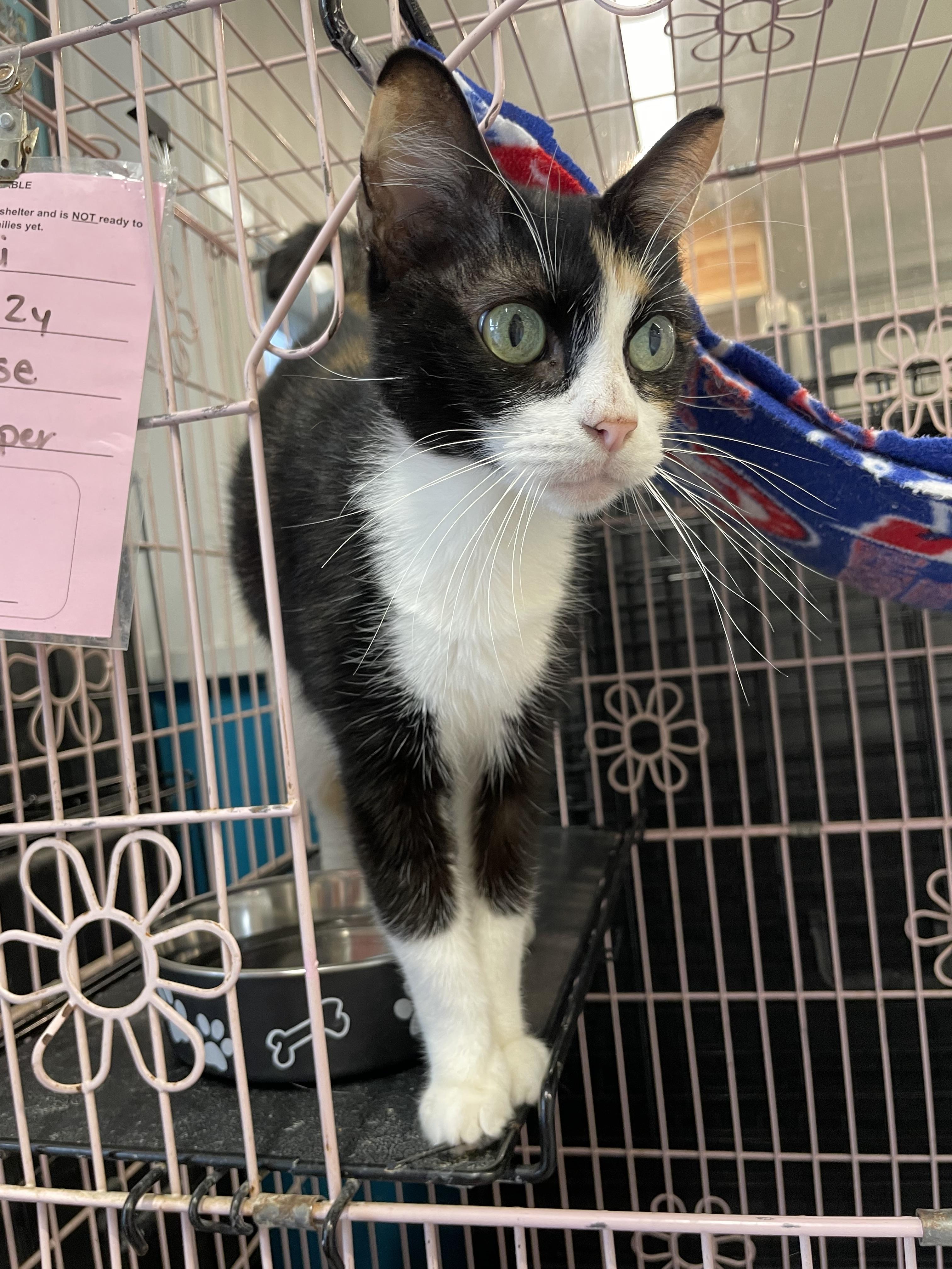 Enlarge Tortellini, a ADOPTABLE Domestic Short Hair in Plano, TX image 2/5