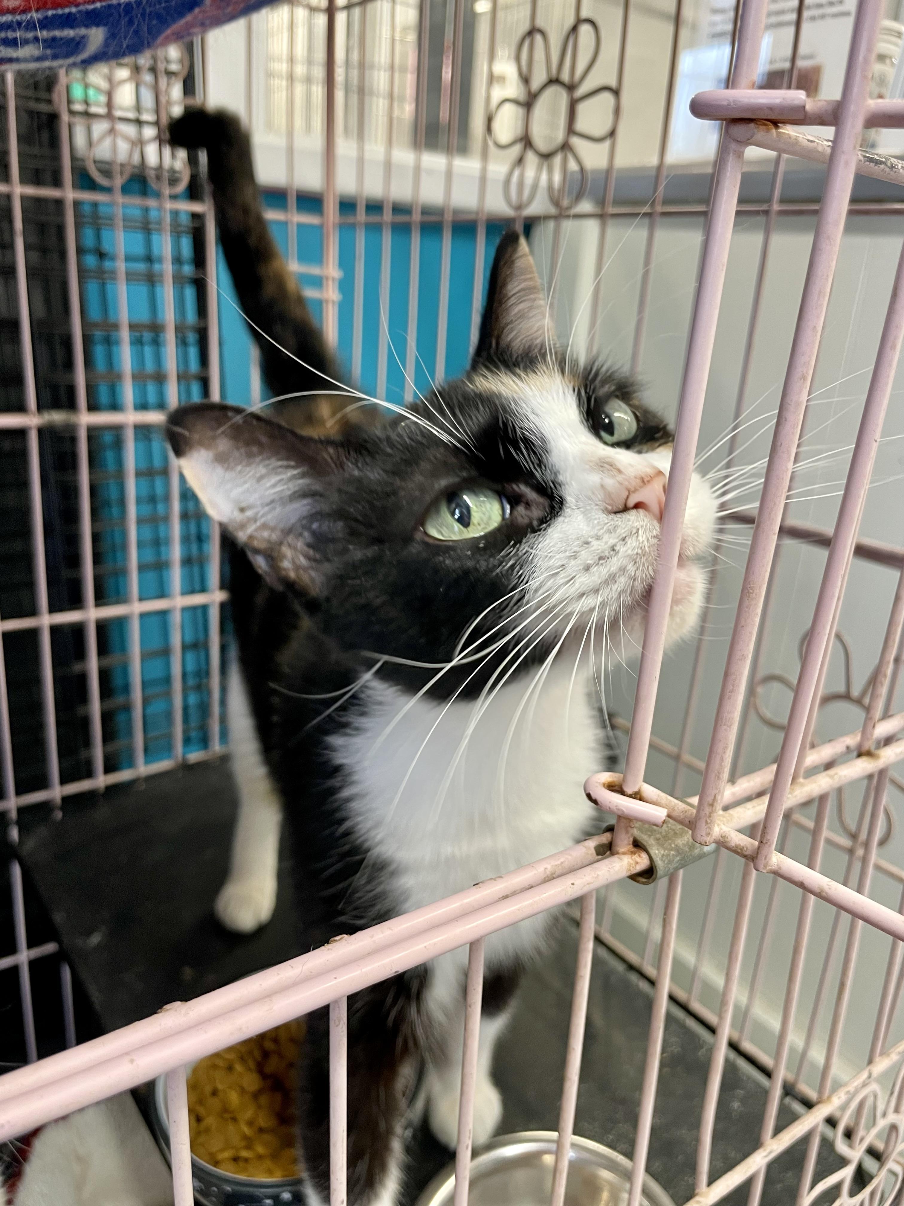 Enlarge Tortellini, a ADOPTABLE Domestic Short Hair in Plano, TX image 4/5