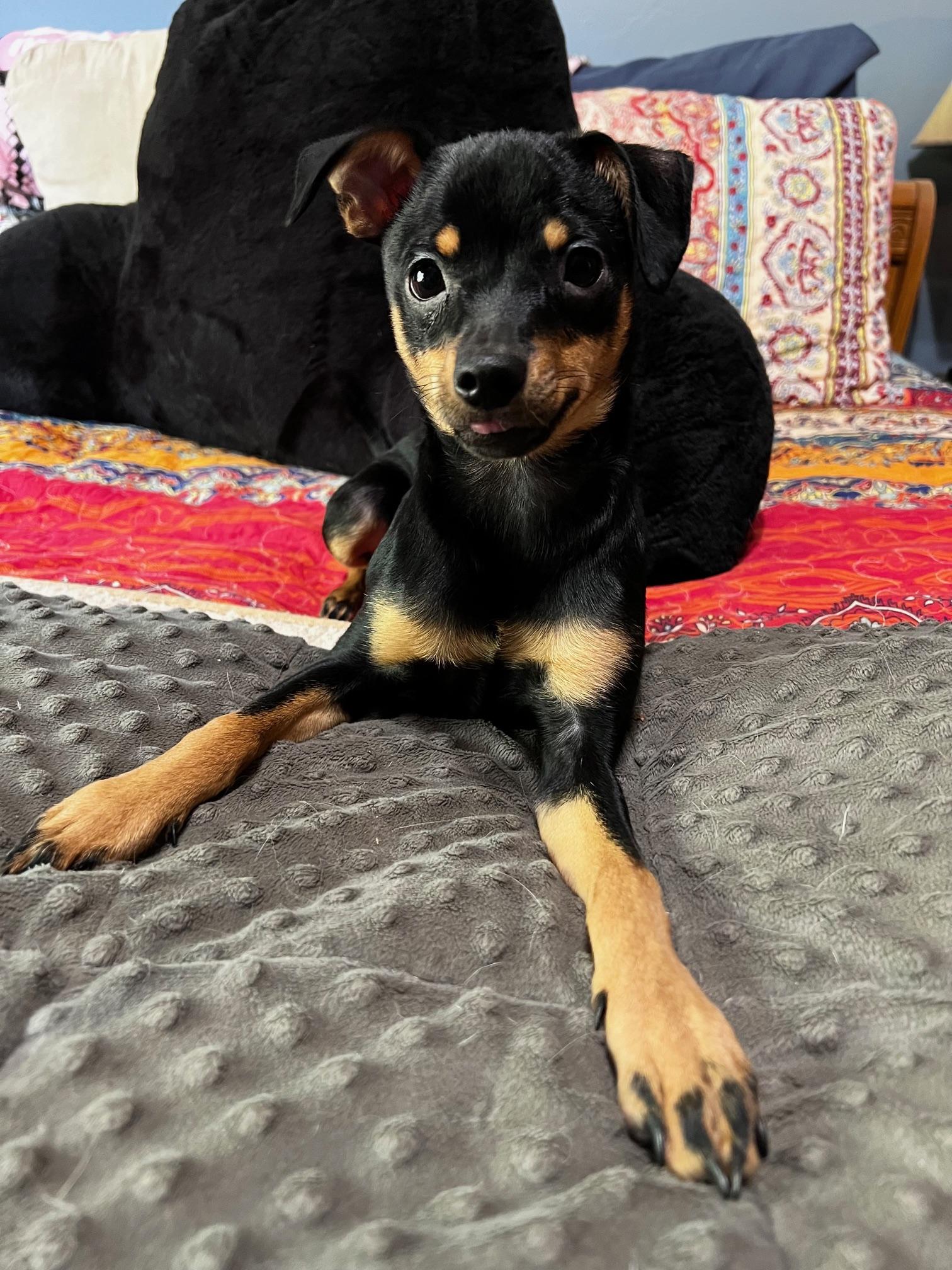 Pixie