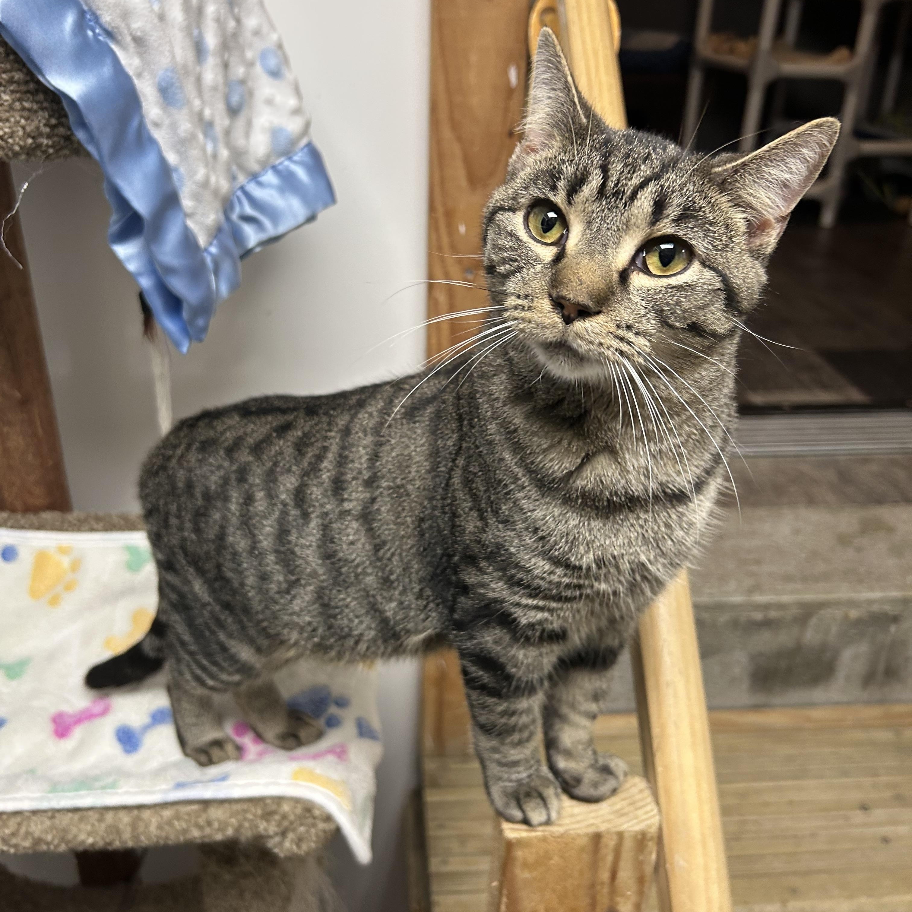 Damien, a Adoptable Domestic Short Hair in White Oak, PA image 1/3