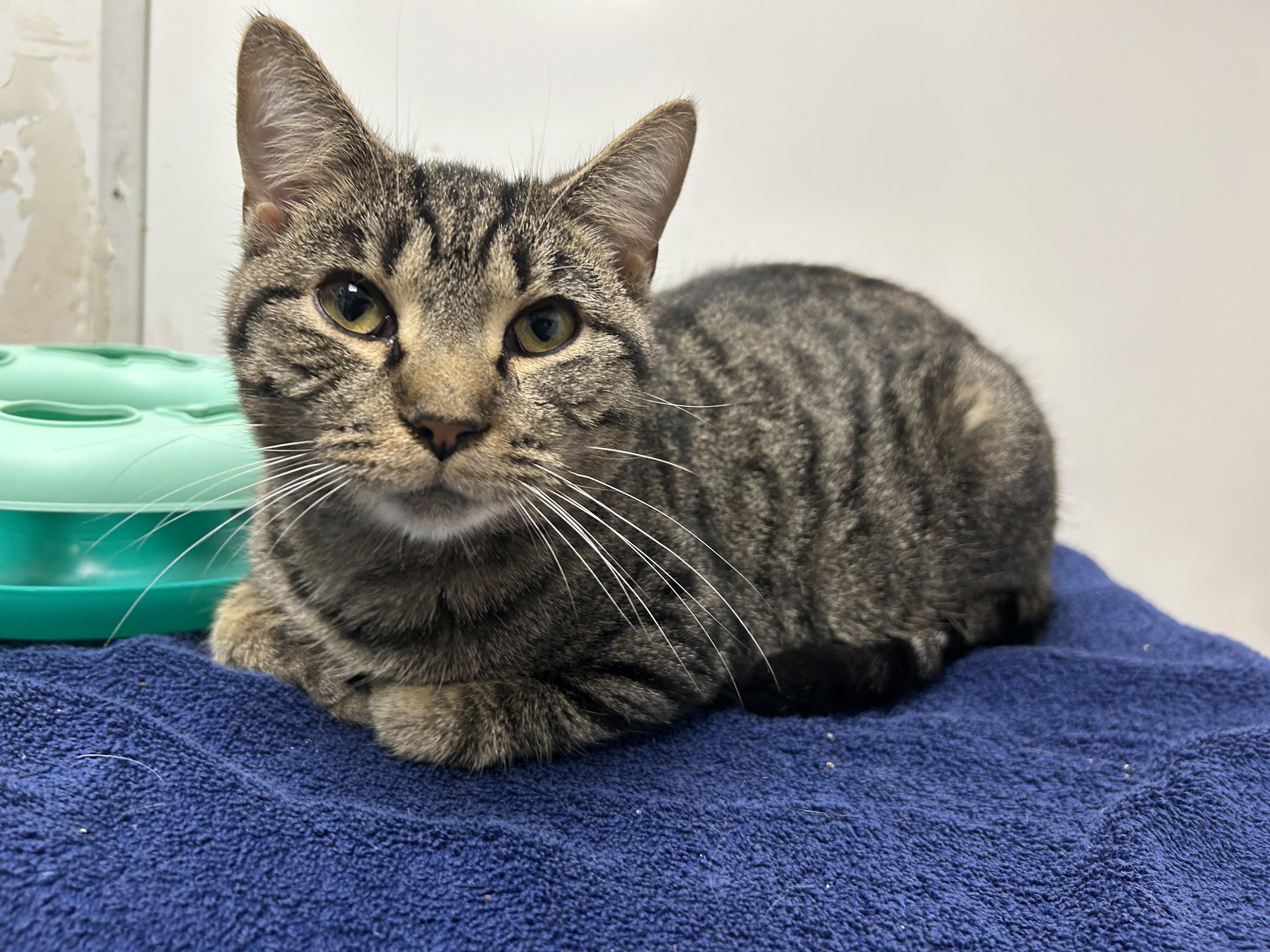 Damien, a Adoptable Domestic Short Hair in White Oak, PA image 2/3