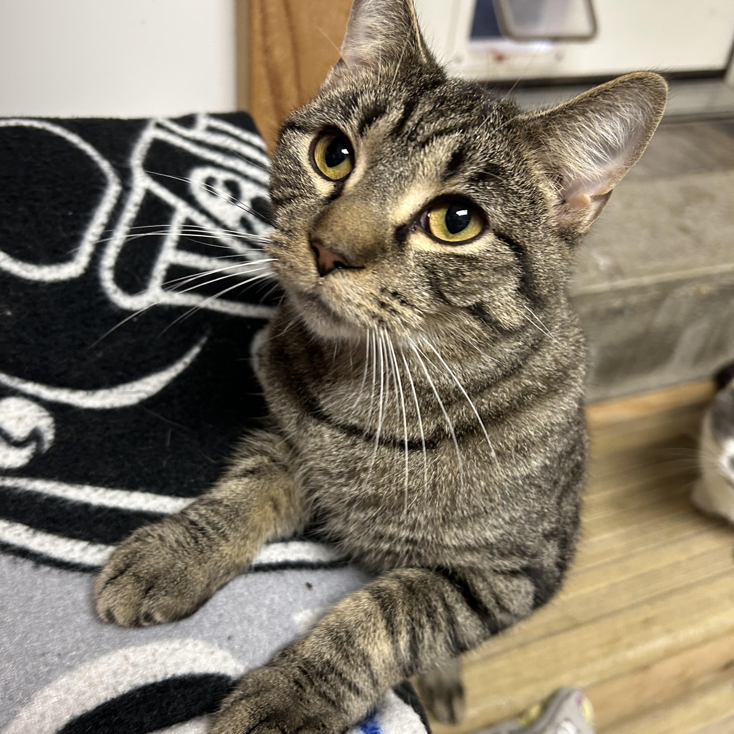 Damien, a Adoptable Domestic Short Hair in White Oak, PA image 3/3