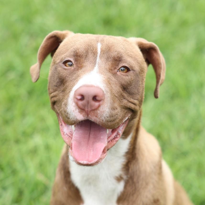 DUKE, Adoptable, Adult Male Pit Bull Terrier & Mixed Breed.