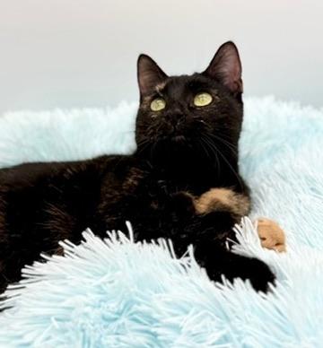 Enlarge IHOP (three legs), an adopted Tortoiseshell in Covington, LA image 2/6