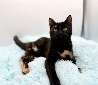 Enlarge IHOP (three legs), an adopted Tortoiseshell in Covington, LA image 5/6