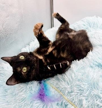 Enlarge IHOP (three legs), an adopted Tortoiseshell in Covington, LA image 4/6