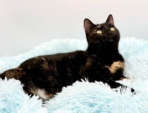 Enlarge IHOP (three legs), an adopted Tortoiseshell in Covington, LA image 6/6