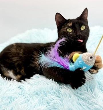 Enlarge IHOP (three legs), an adopted Tortoiseshell in Covington, LA image 3/6