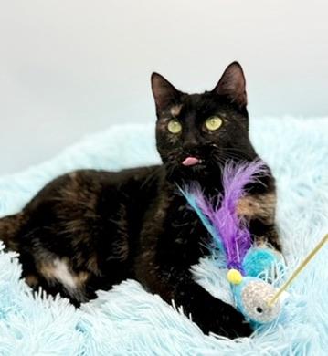 Enlarge IHOP (three legs), an adopted Tortoiseshell in Covington, LA image 1/6