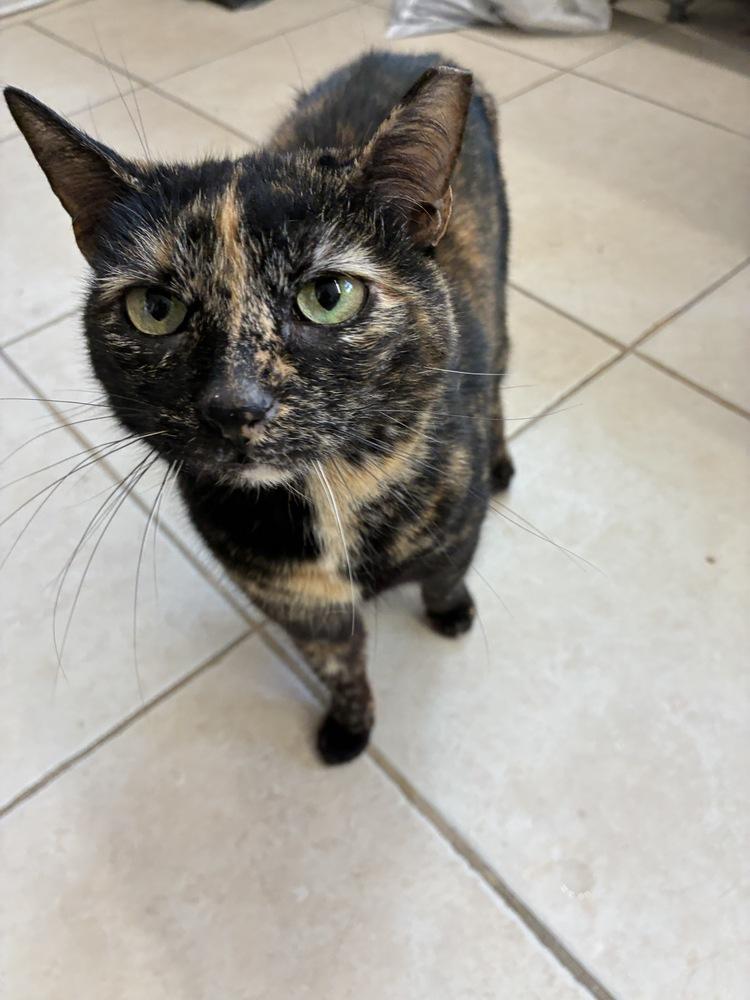 Tiny Taco, Adoptable, Senior Female Domestic Short Hair.