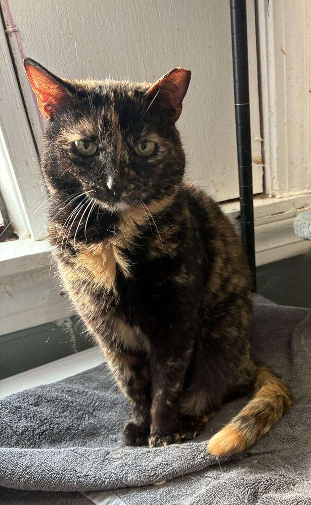 Enlarge Tiny Taco, a Adoptable Domestic Short Hair in Randolph, MA image 2/2