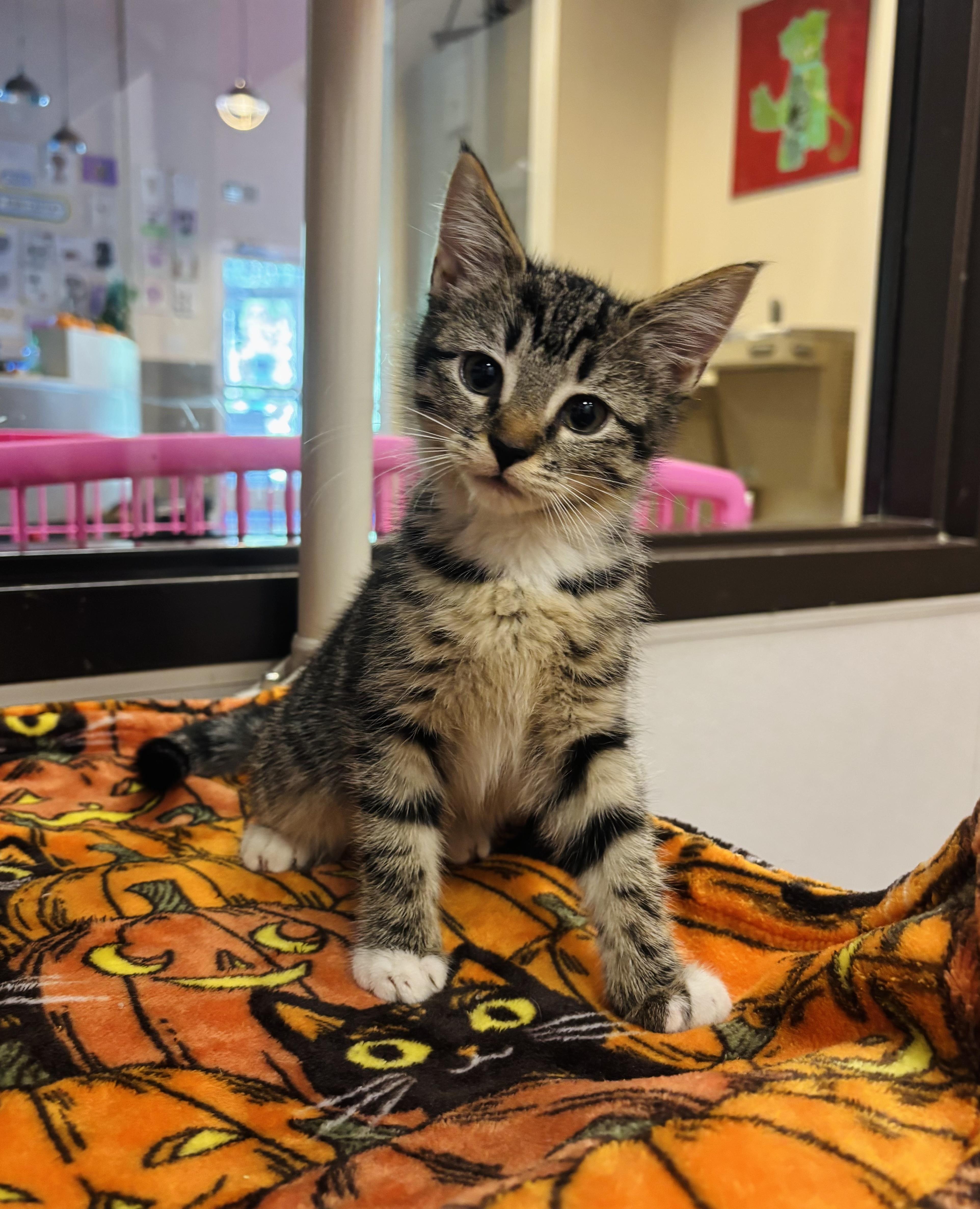 Broomstick, Adoptable, Kitten Female Domestic Short Hair.