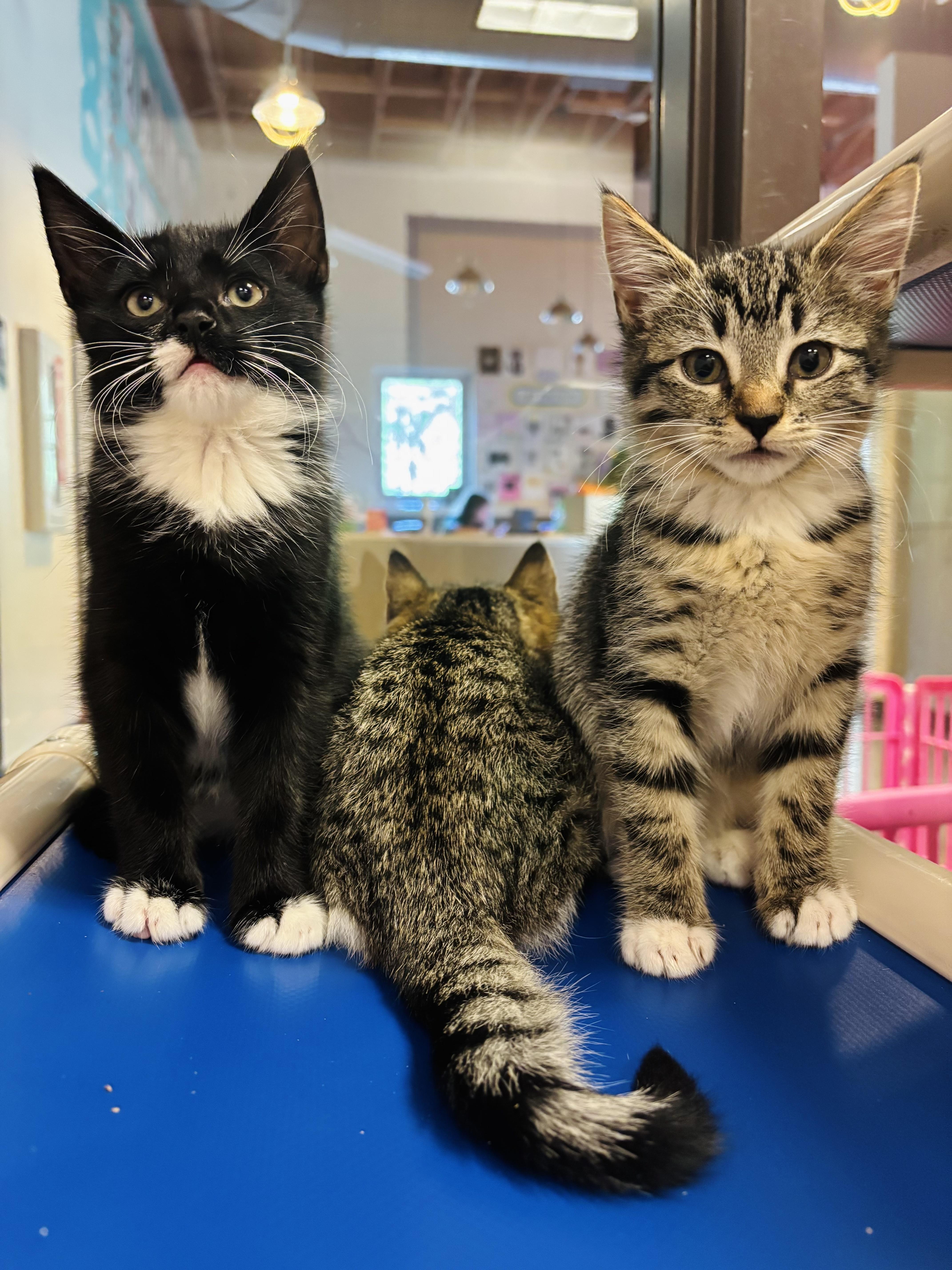 Broomstick, a Adoptable Domestic Short Hair in Salisbury, NC image 3/4