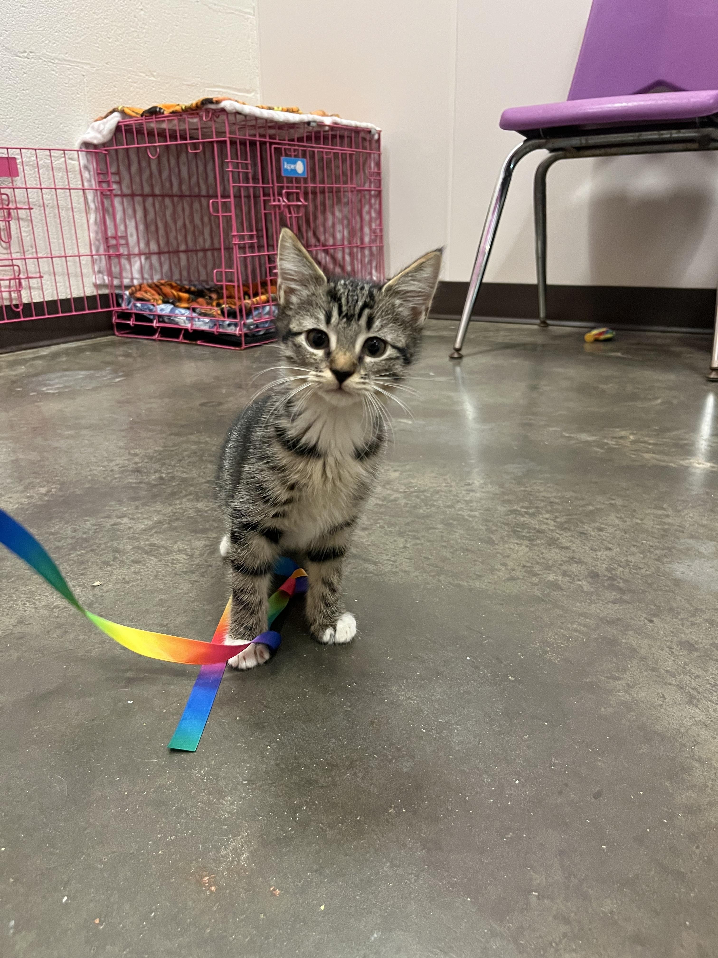 Broomstick, a Adoptable Domestic Short Hair in Salisbury, NC image 4/4