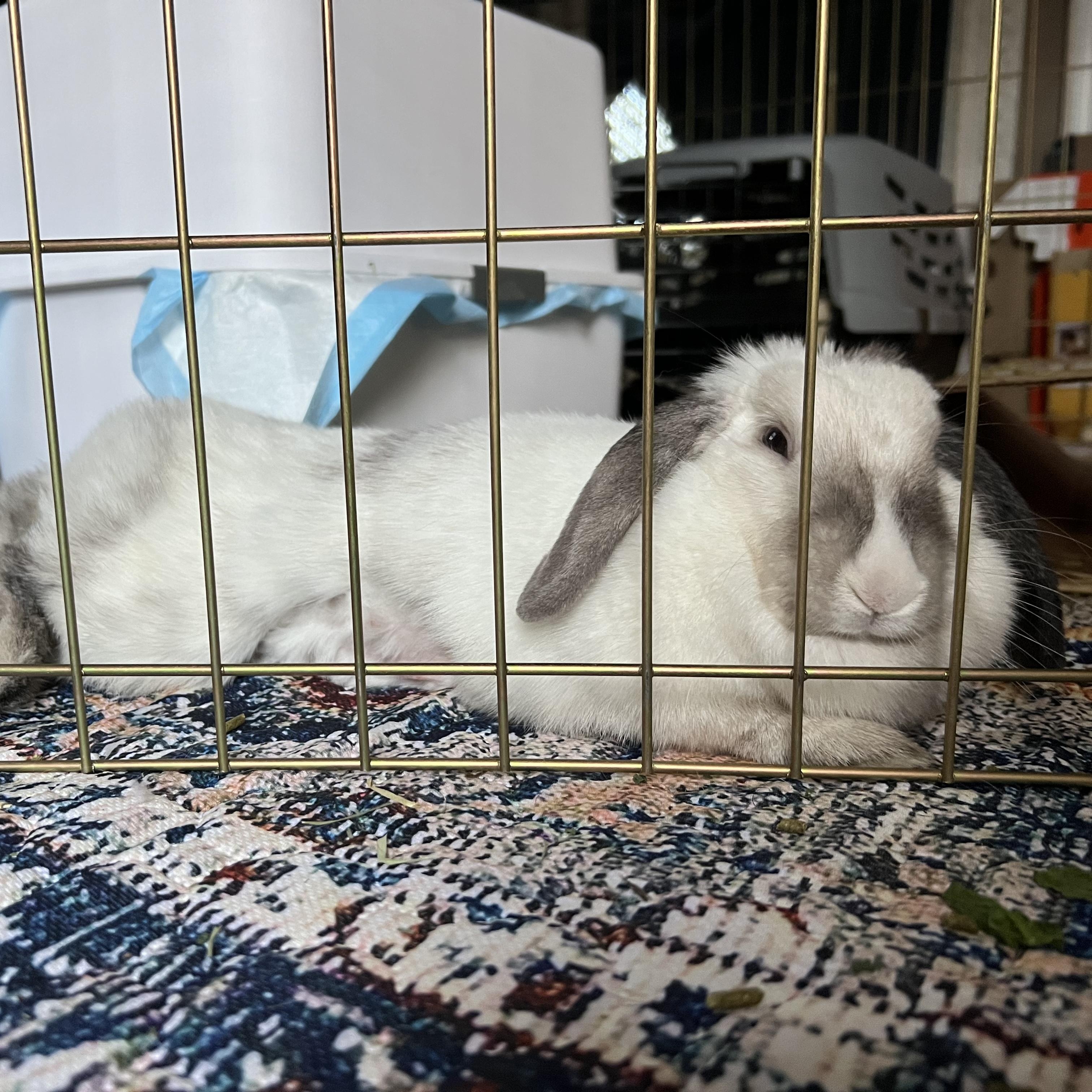 Enlarge Dina, a Adoptable Lop Eared in North salem, NY image 3/3