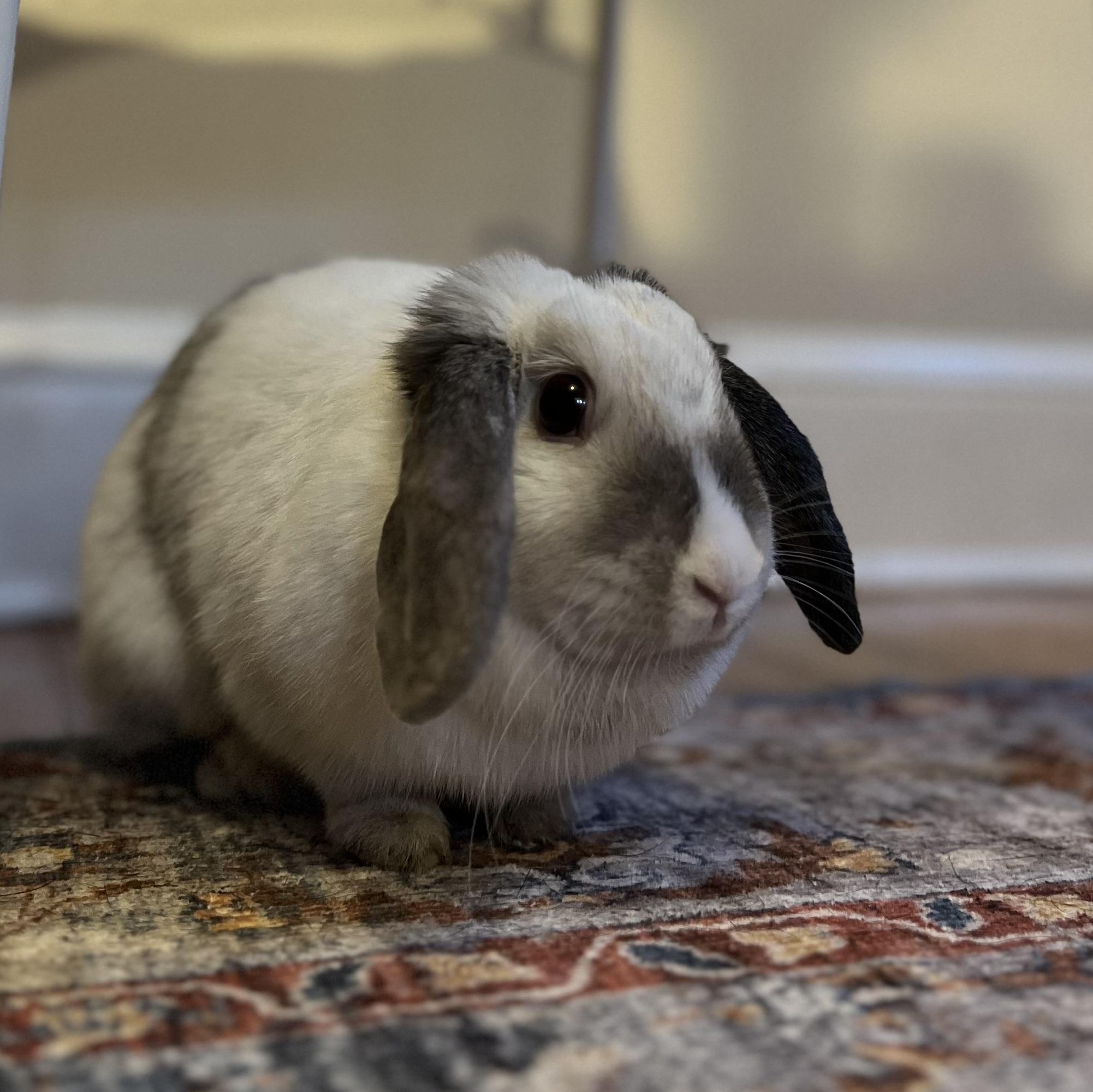 Enlarge Dina, a Adoptable Lop Eared in North salem, NY image 2/3