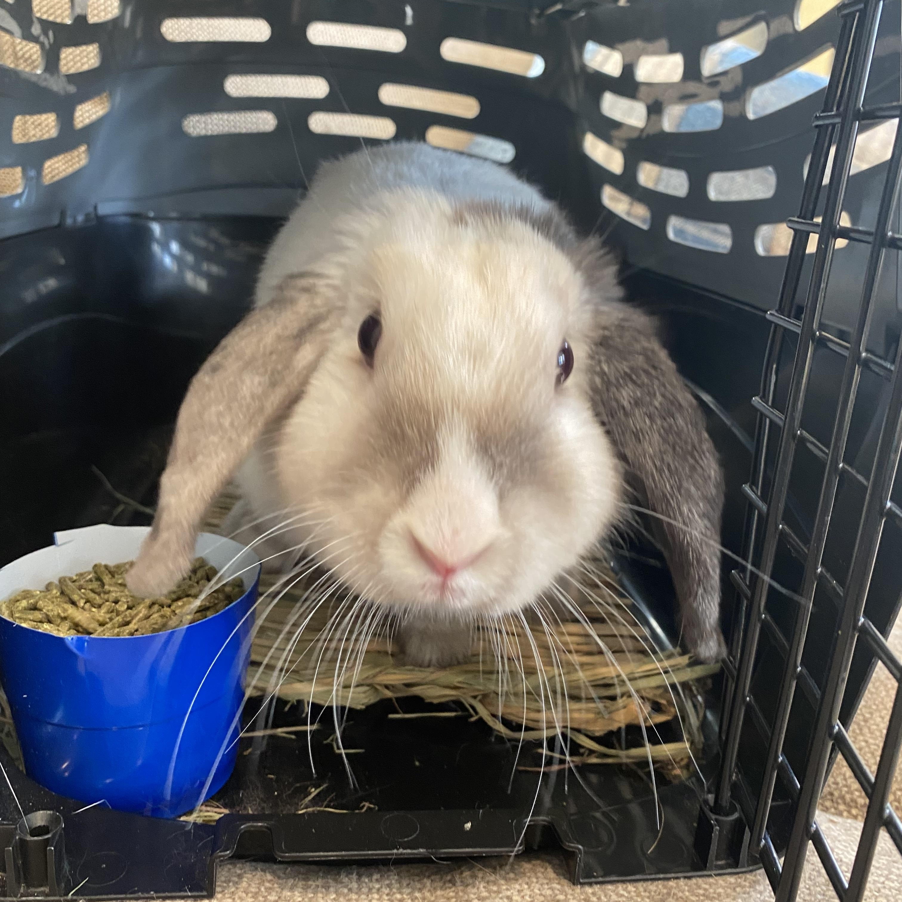 Dina, Adoptable, Adult Female Lop Eared.