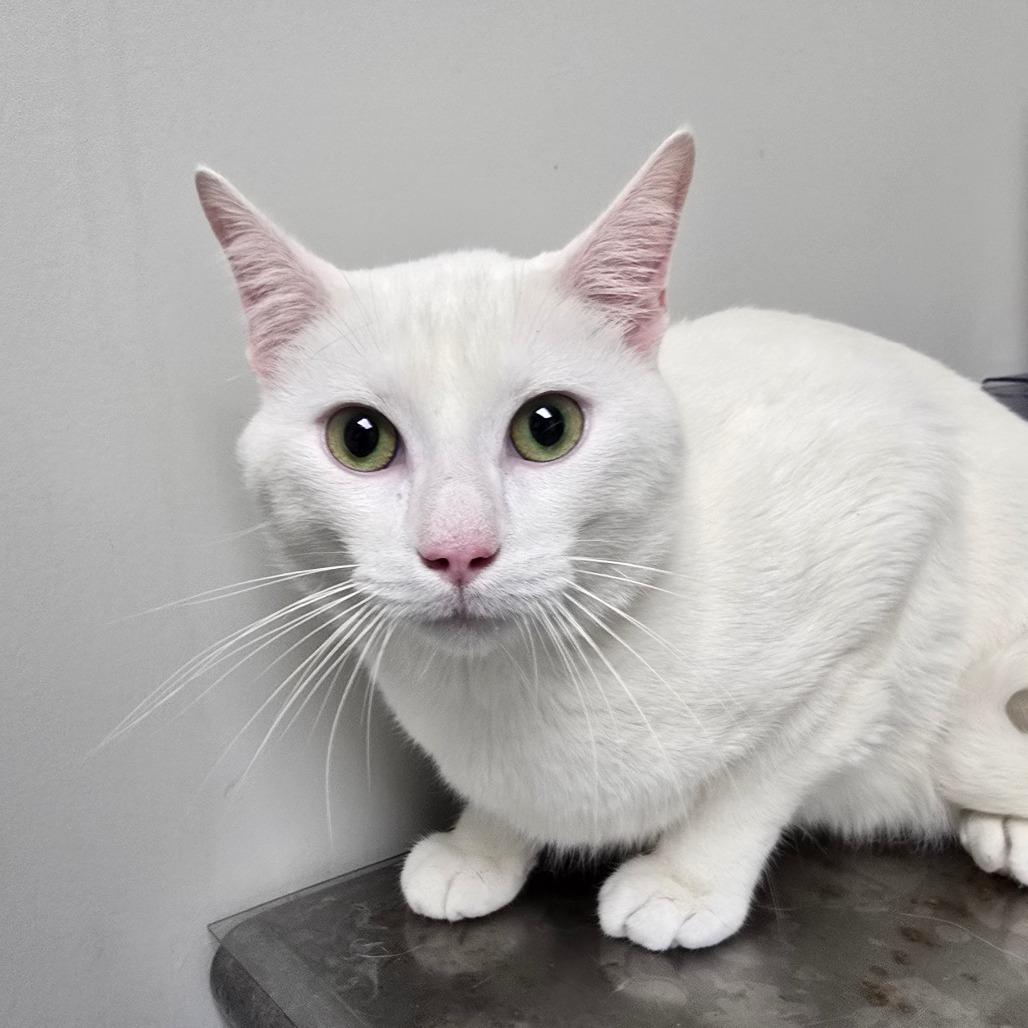 Enlarge Oliver, a Adoptable Domestic Short Hair in Concord, NC image 2/2