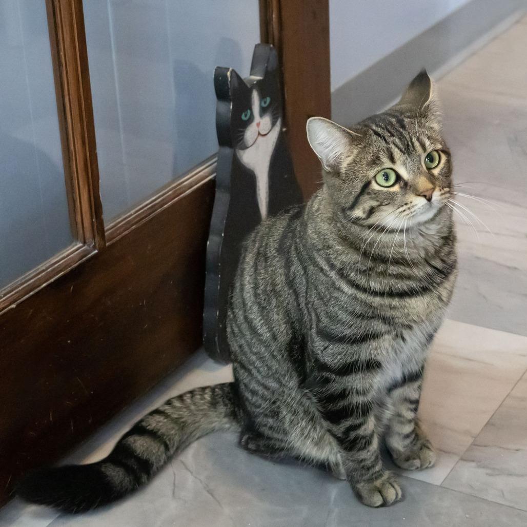 Raj, Adoptable, Adult Male Domestic Short Hair.