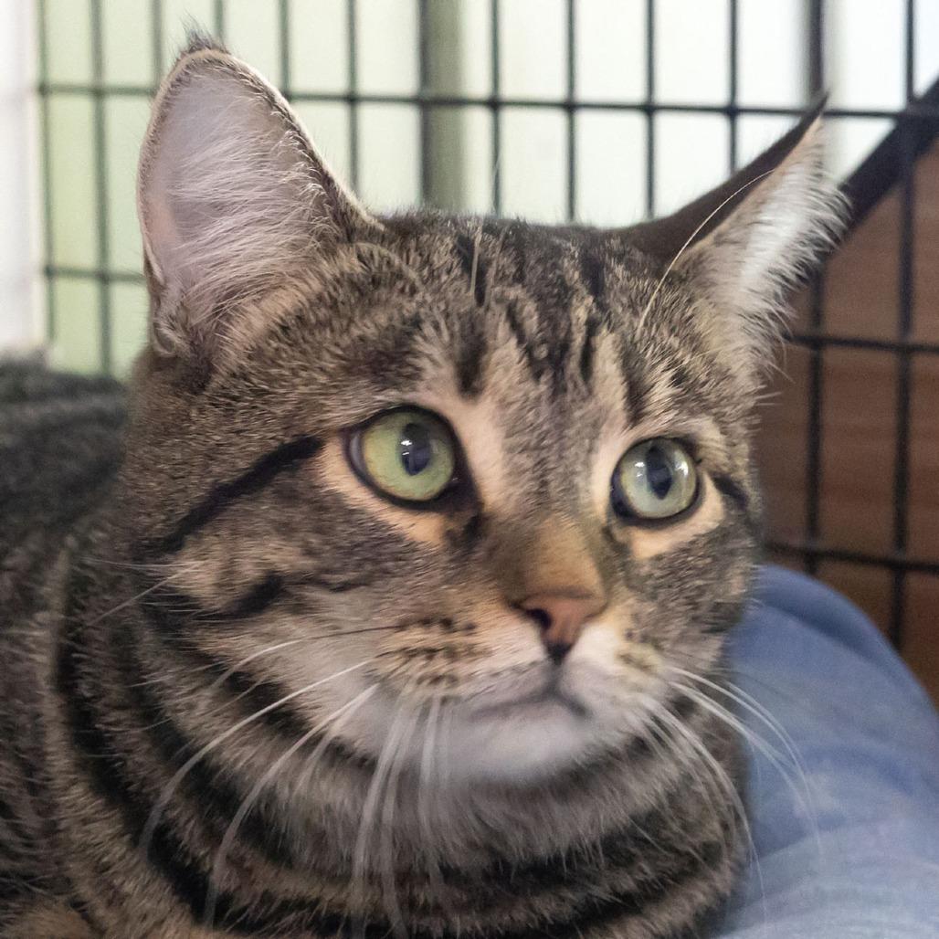 Enlarge Raj, a Adoptable Domestic Short Hair in McKean, PA image 2/5