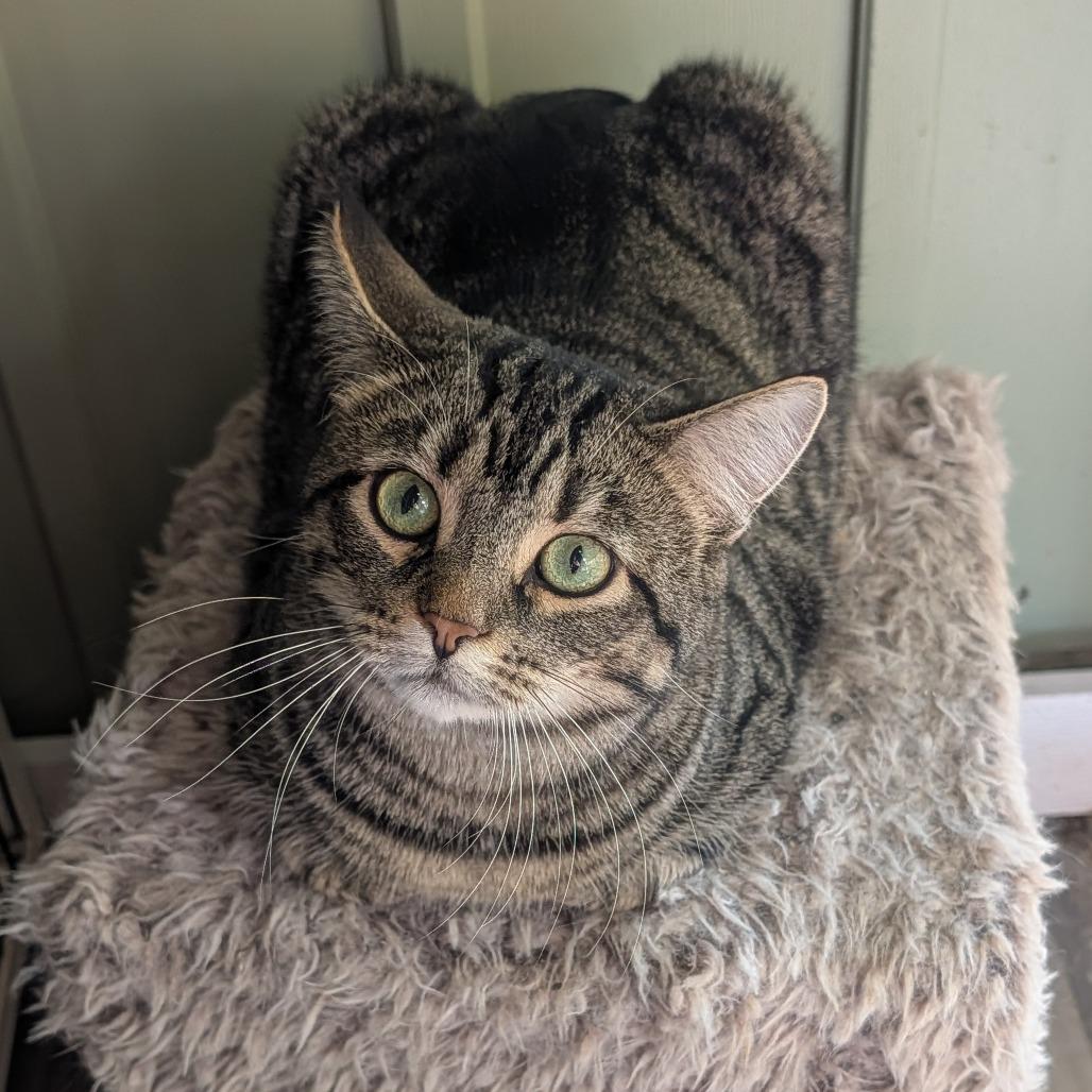 Enlarge Raj, a Adoptable Domestic Short Hair in McKean, PA image 3/5