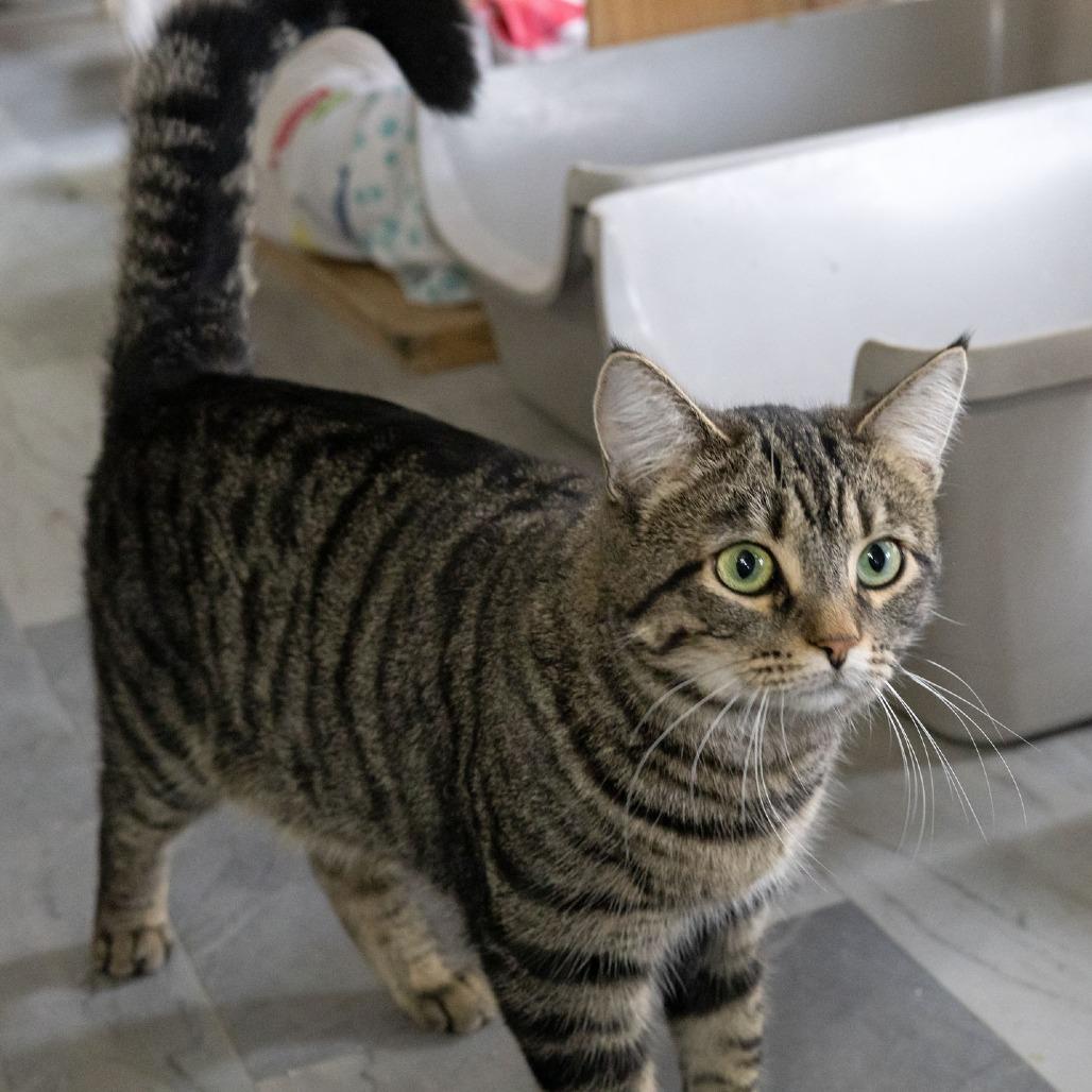 Enlarge Raj, a Adoptable Domestic Short Hair in McKean, PA image 4/5