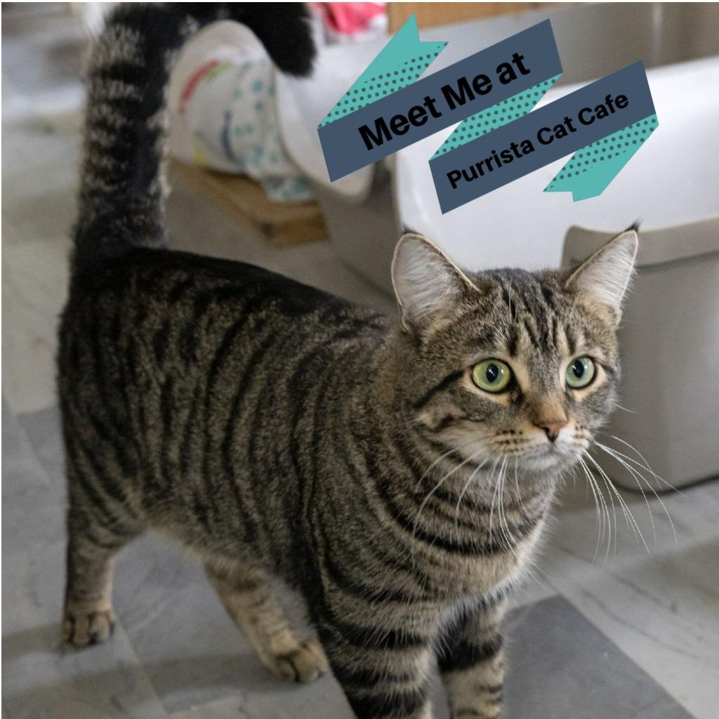 Enlarge Raj, a Adoptable Domestic Short Hair in McKean, PA image 5/6