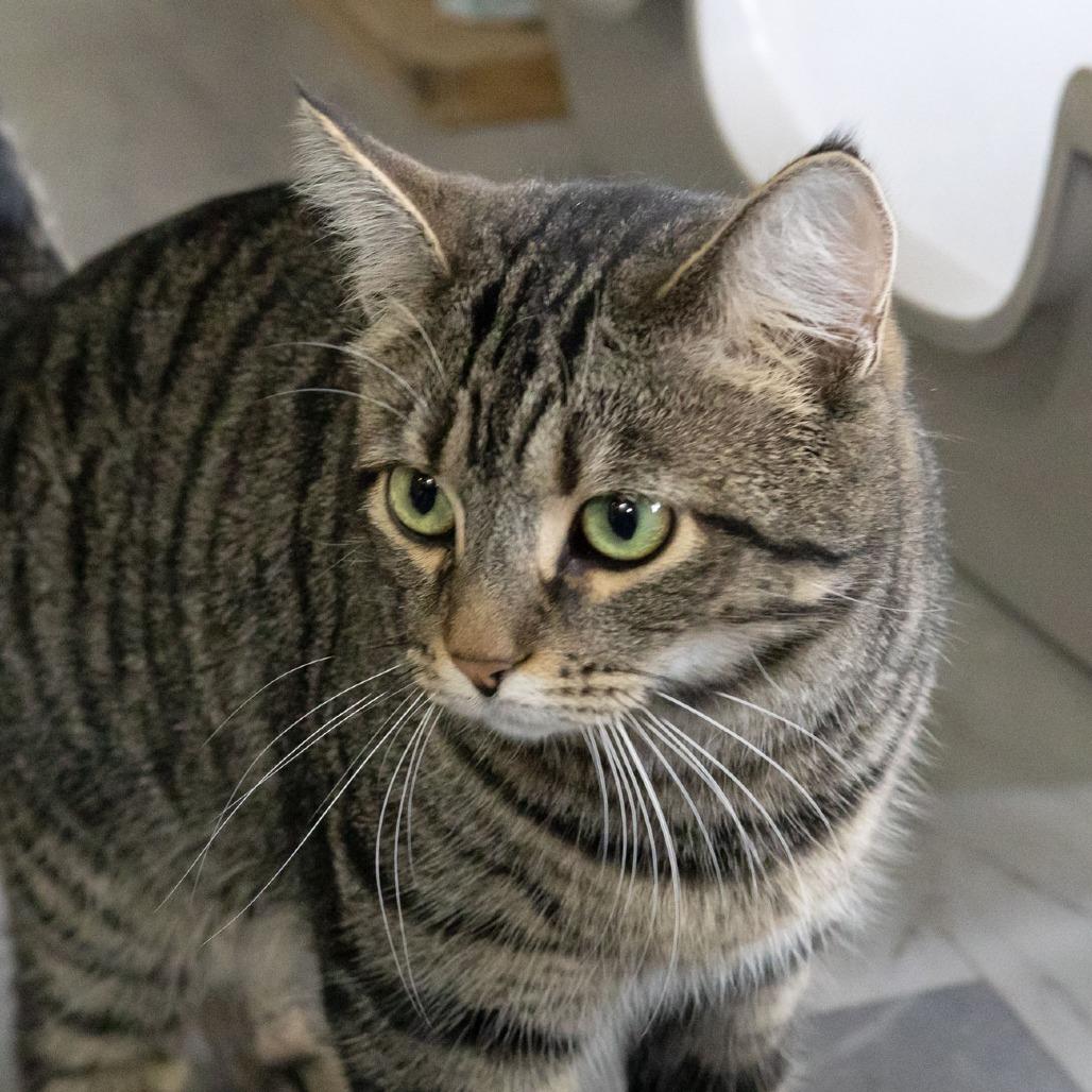 Enlarge Raj, a Adoptable Domestic Short Hair in McKean, PA image 5/5