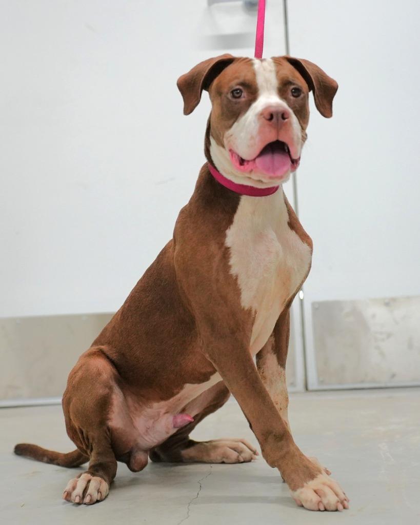 Otis, Adoptable, Puppy Male Terrier.