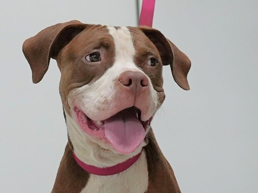 Otis, a Adoptable mixed breed in Springfield, GA image 2/2