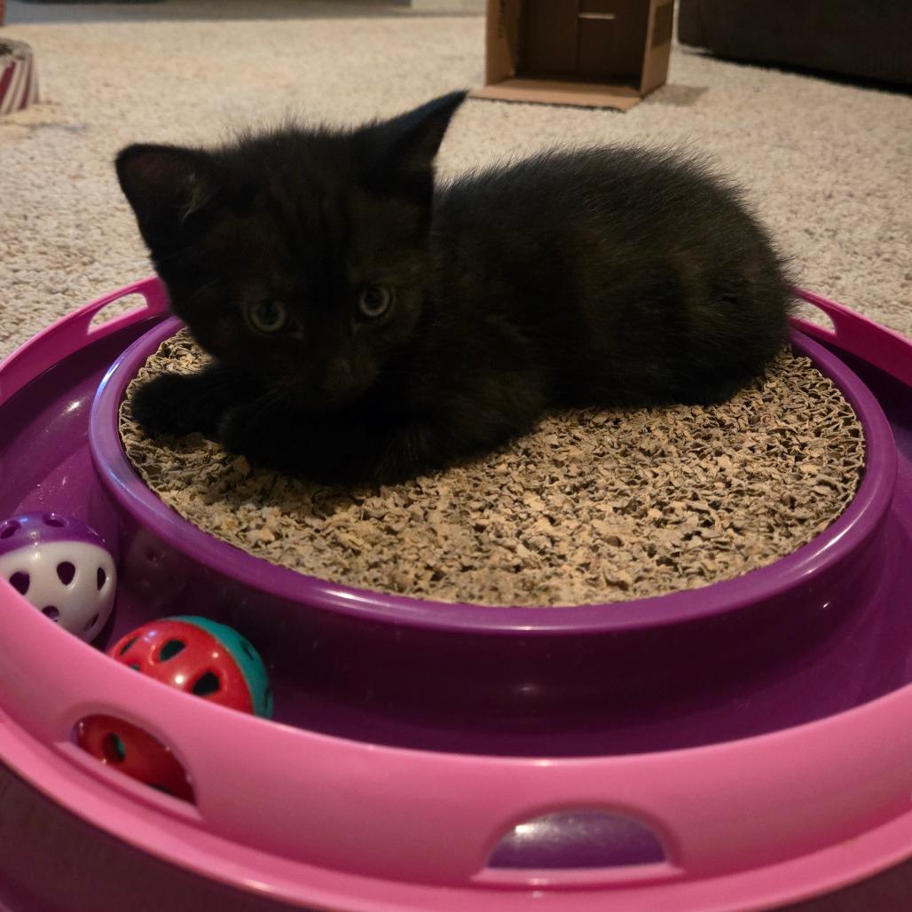 Enlarge Freedom, a Adoptable Domestic Short Hair in Washougal, WA image 1/3