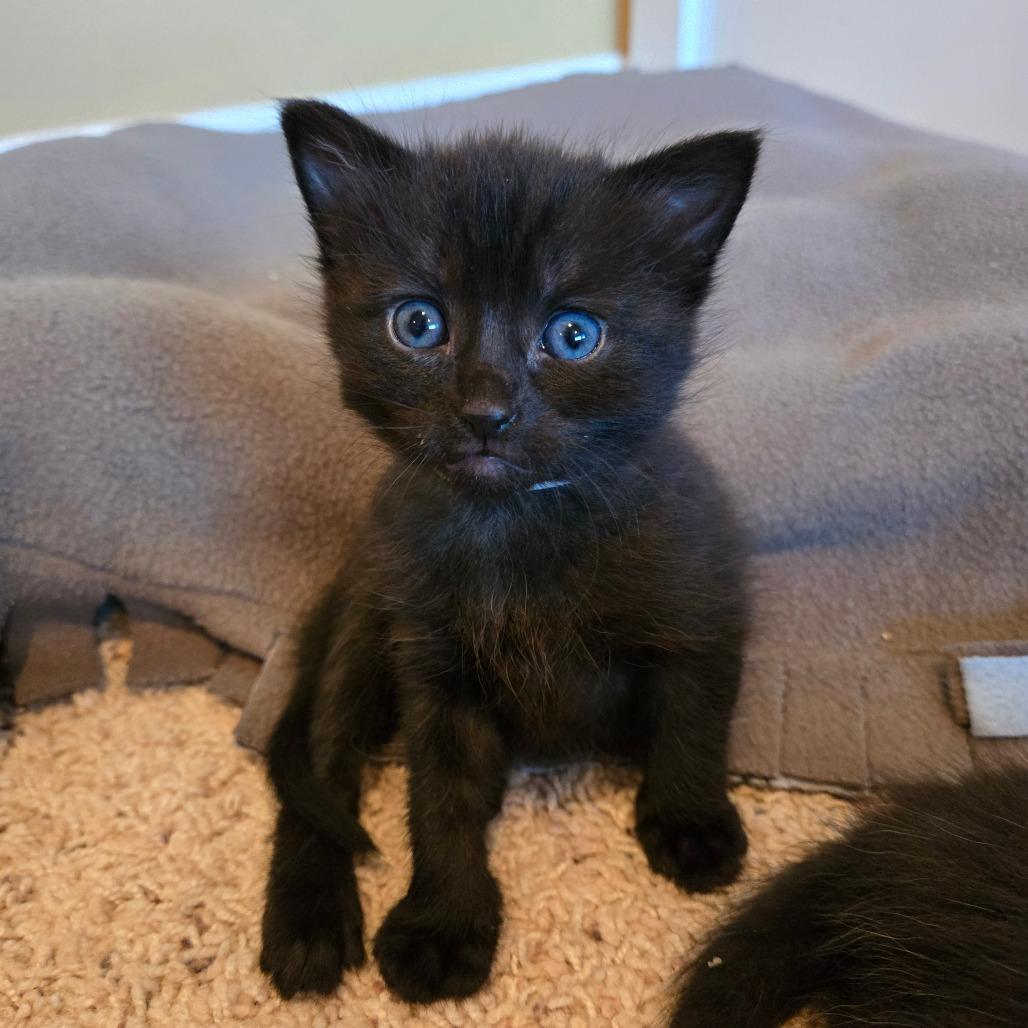 Enlarge Freedom, a Adoptable Domestic Short Hair in Washougal, WA image 2/3