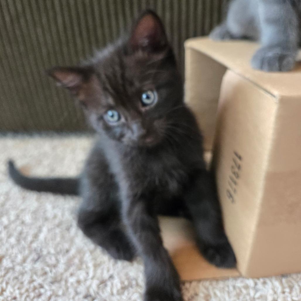 Enlarge Freedom, a Adoptable Domestic Short Hair in Washougal, WA image 3/3