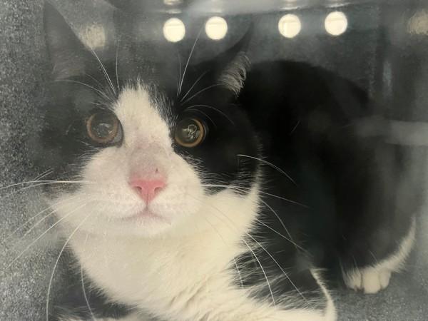 Ron, Adoptable, Young Male Domestic Short Hair.