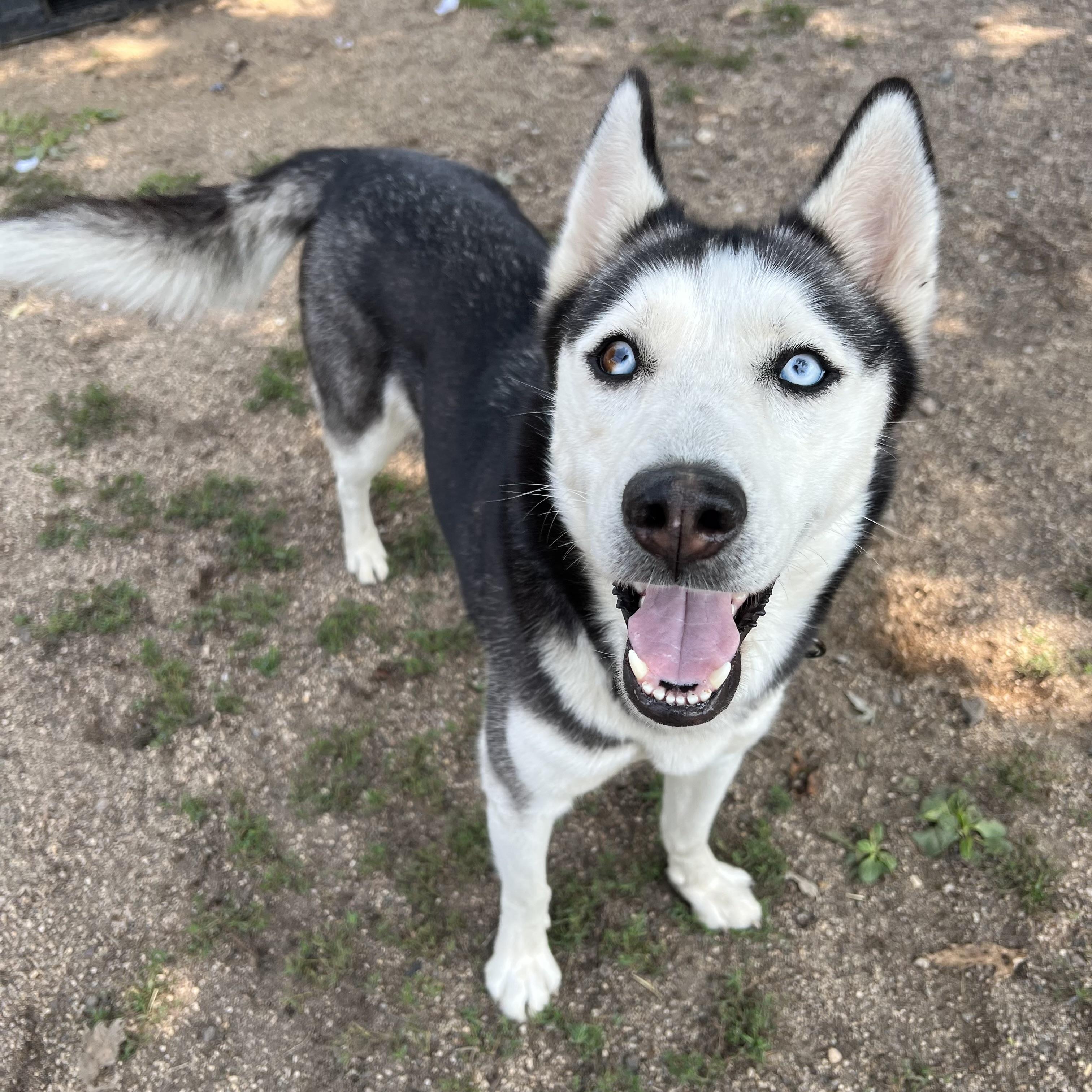 Enlarge Xena, a ADOPTABLE Husky in Fairmont, MN image 4/6