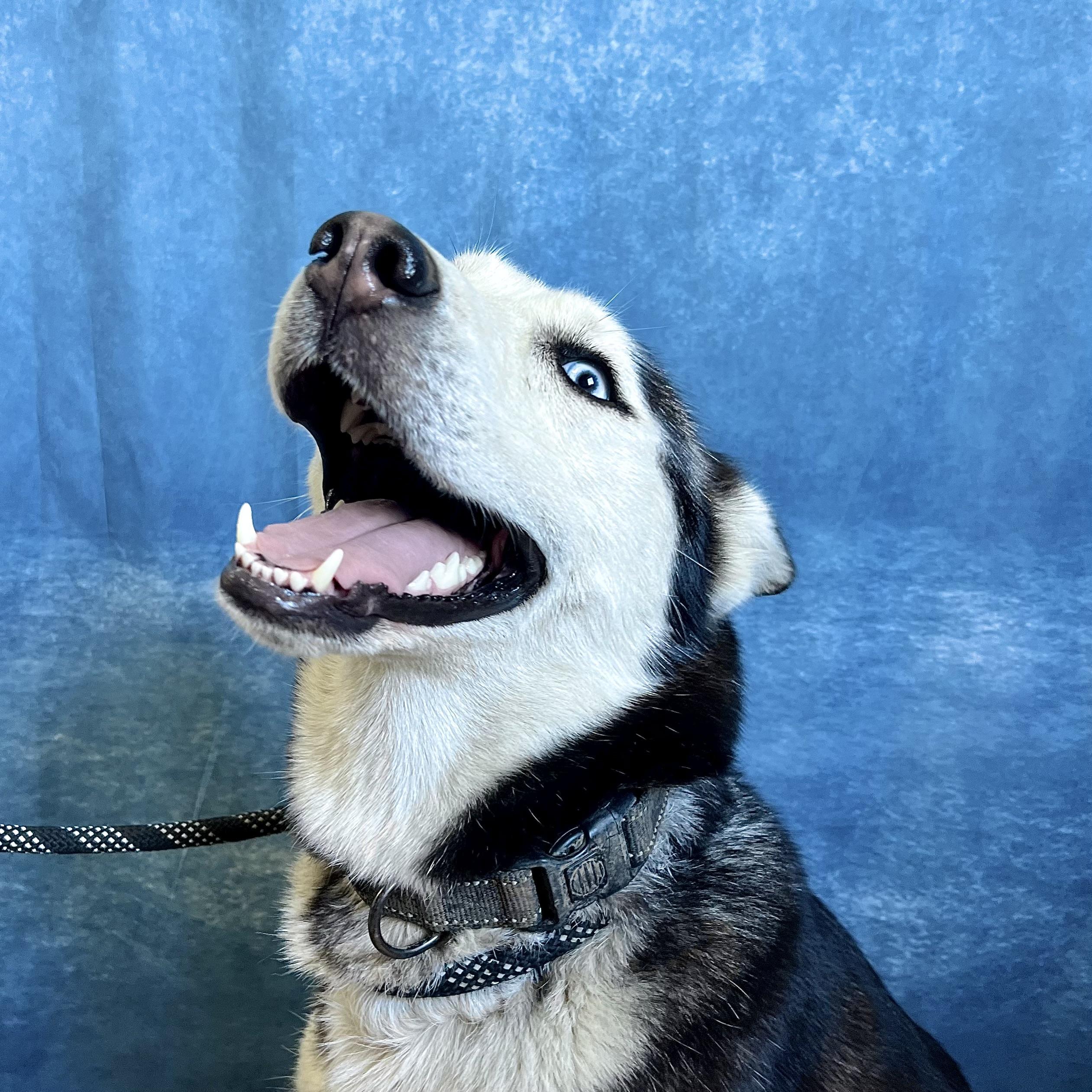 Enlarge Xena, a ADOPTABLE Husky in Fairmont, MN image 2/6