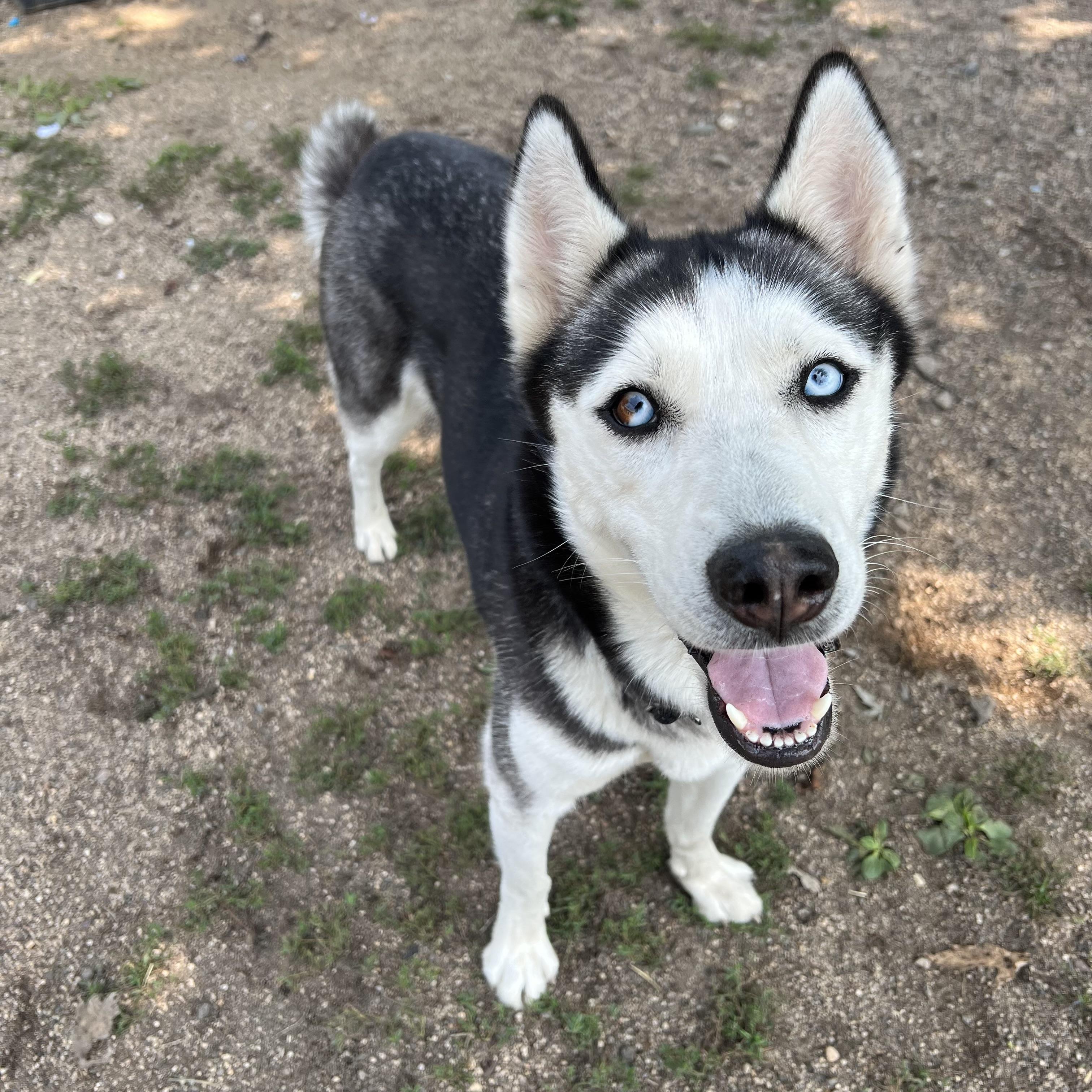 Enlarge Xena, a ADOPTABLE Husky in Fairmont, MN image 6/6