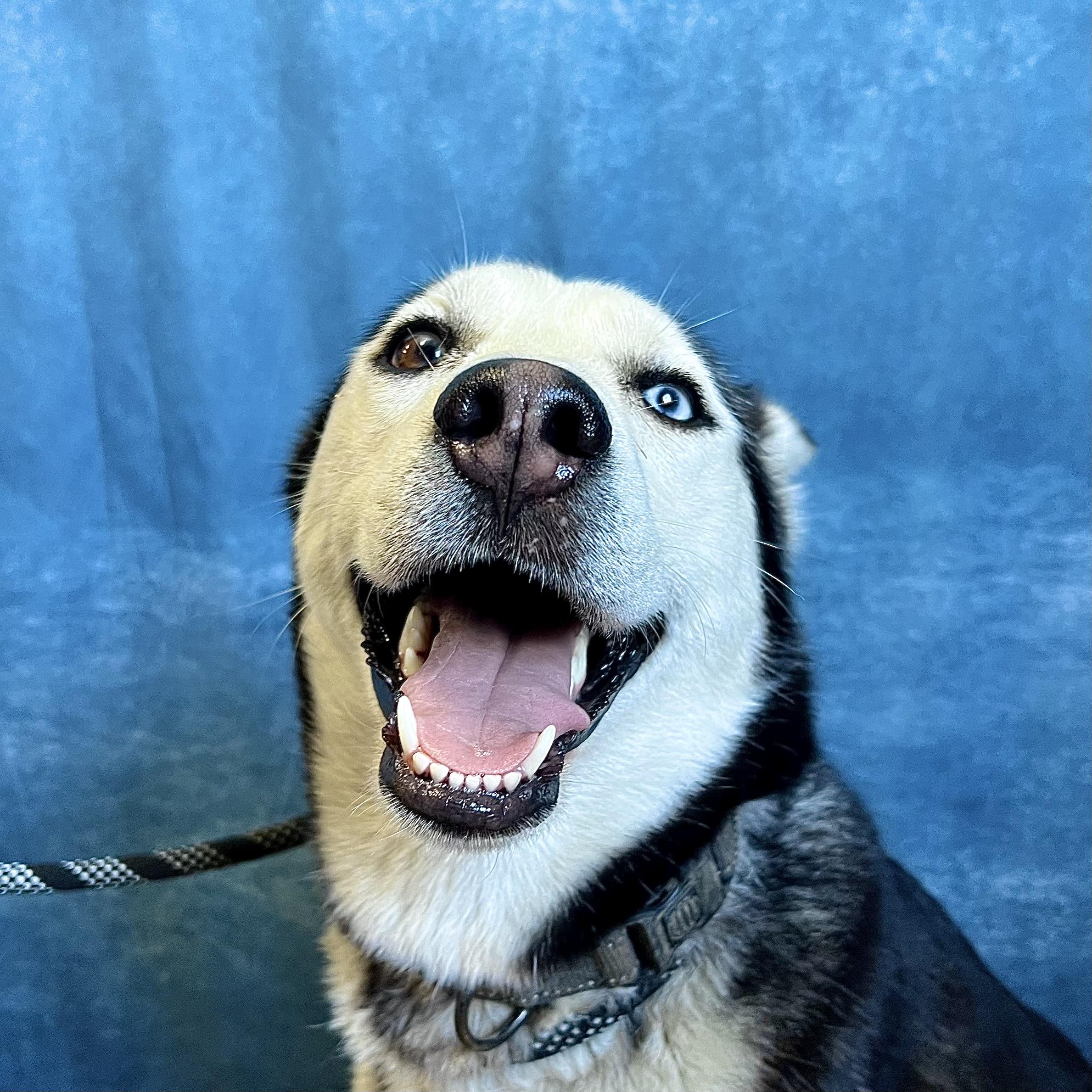 Enlarge Xena, a ADOPTABLE Husky in Fairmont, MN image 1/6