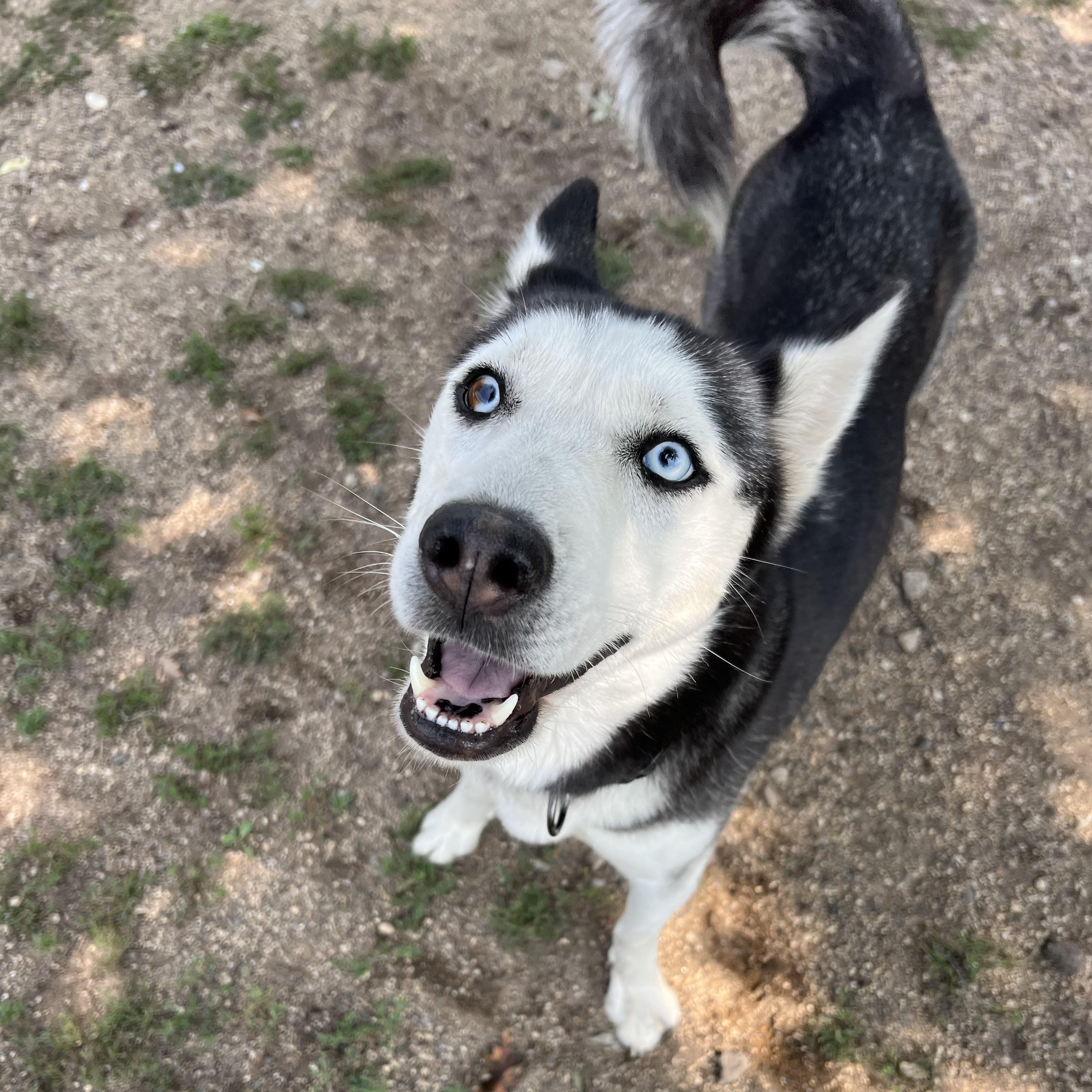Enlarge Xena, a ADOPTABLE Husky in Fairmont, MN image 3/6