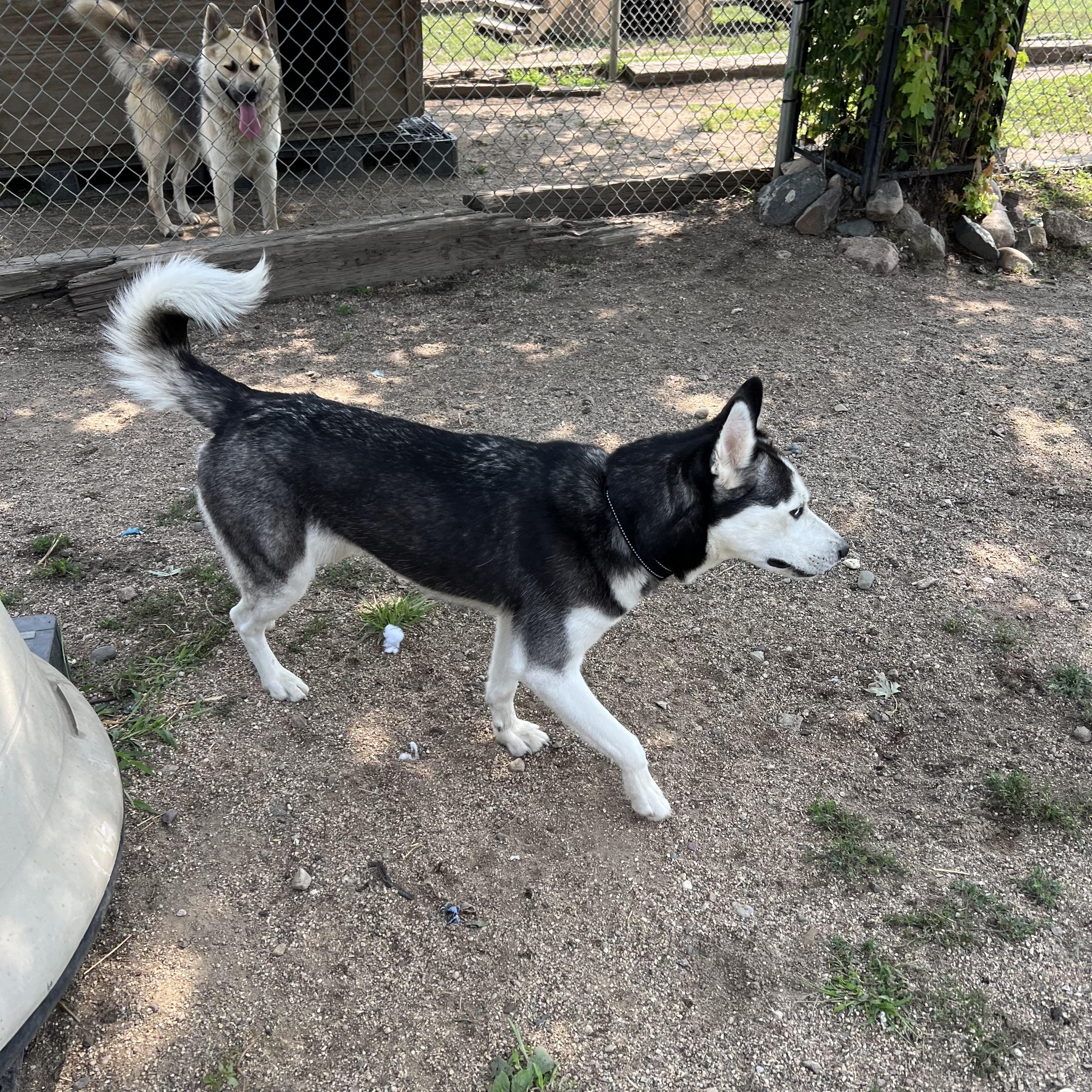 Enlarge Xena, a ADOPTABLE Husky in Fairmont, MN image 5/6