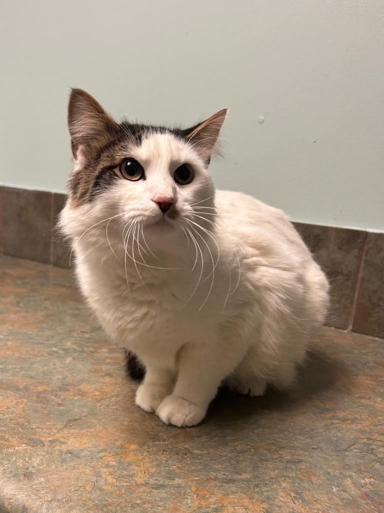 Stanky Legg, ADOPTABLE, Adult Male Domestic Long Hair.