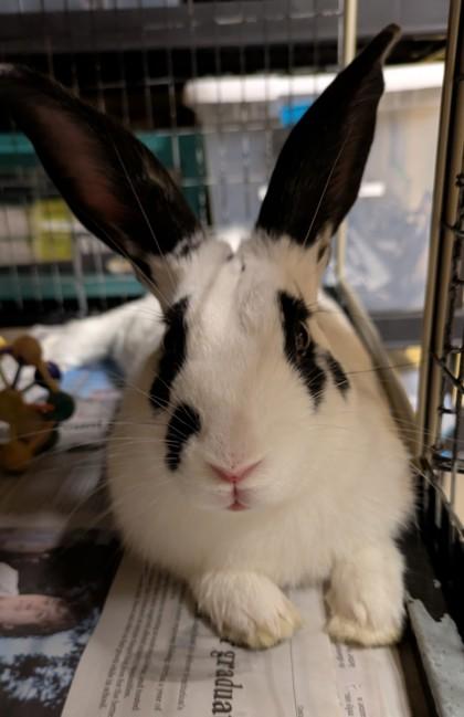 Enlarge Patches, a Adopted mixed breed in Bellingham, WA image 1/1